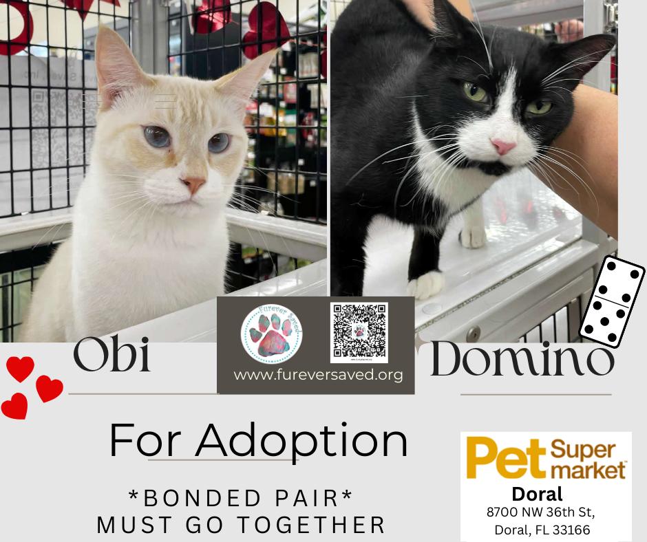 Enlarge Obi and Domino - ^^Bonded Pair^^, a ADOPTABLE Domestic Short Hair in Miami, FL image 1/6