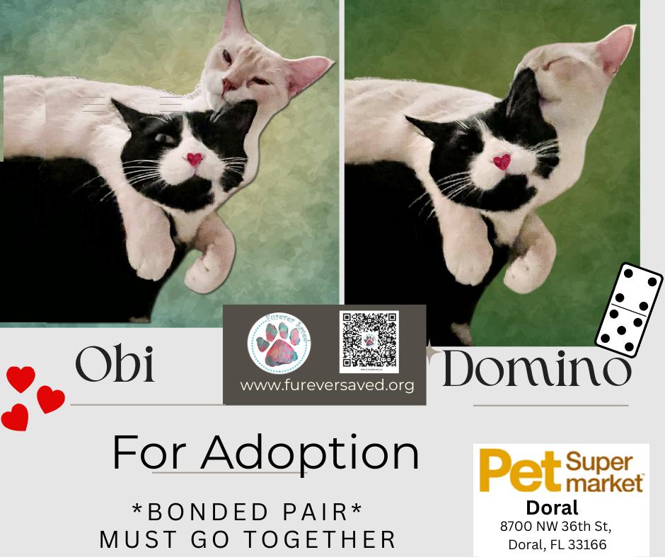 Enlarge Obi and Domino - ^^Bonded Pair^^, a ADOPTABLE Domestic Short Hair in Miami, FL image 3/6
