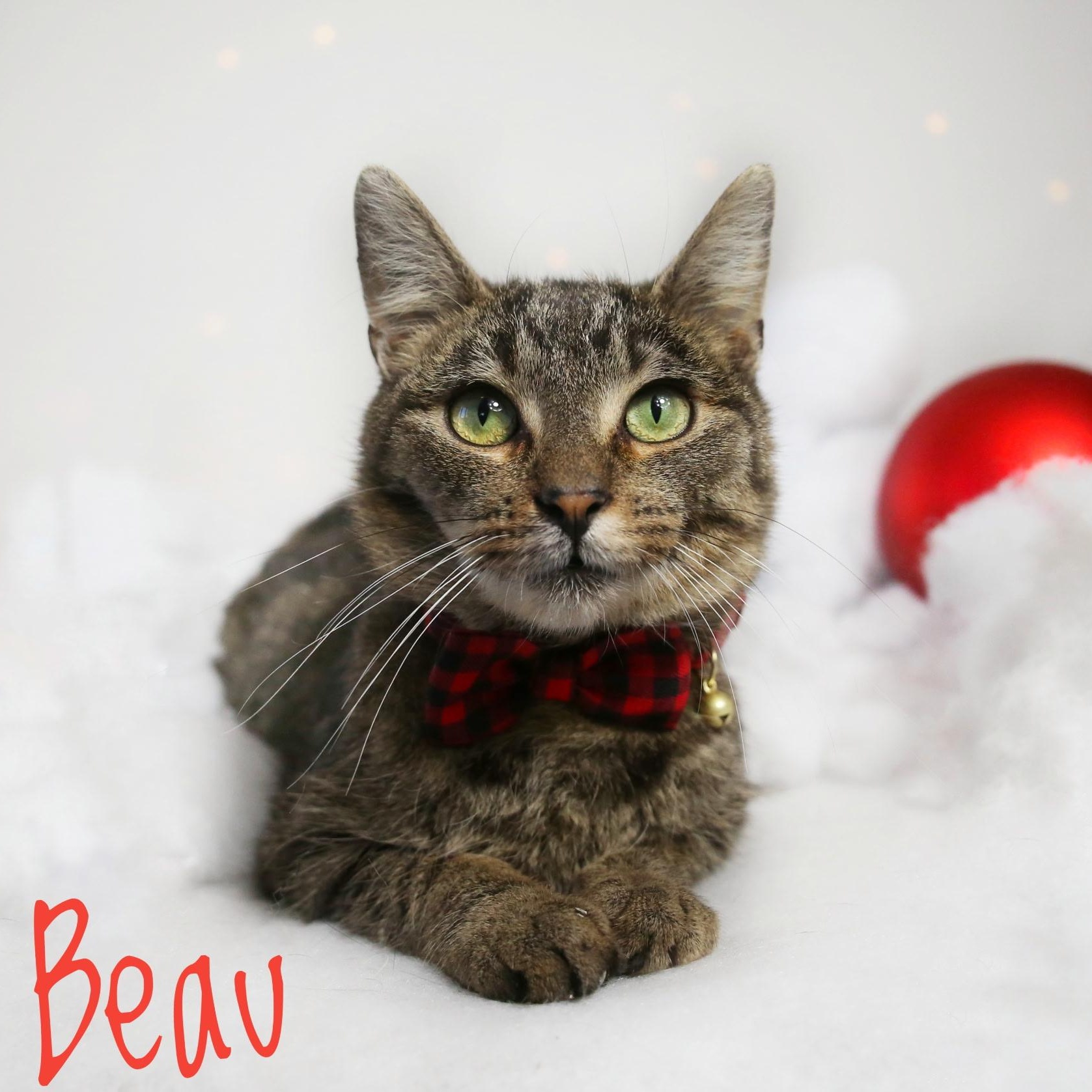 Enlarge Beau, a Adoptable Domestic Short Hair in Menasha, WI image 2/2
