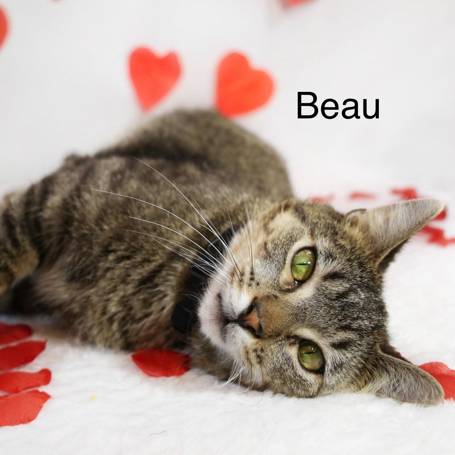 Beau, Adoptable, Young Male Domestic Short Hair.