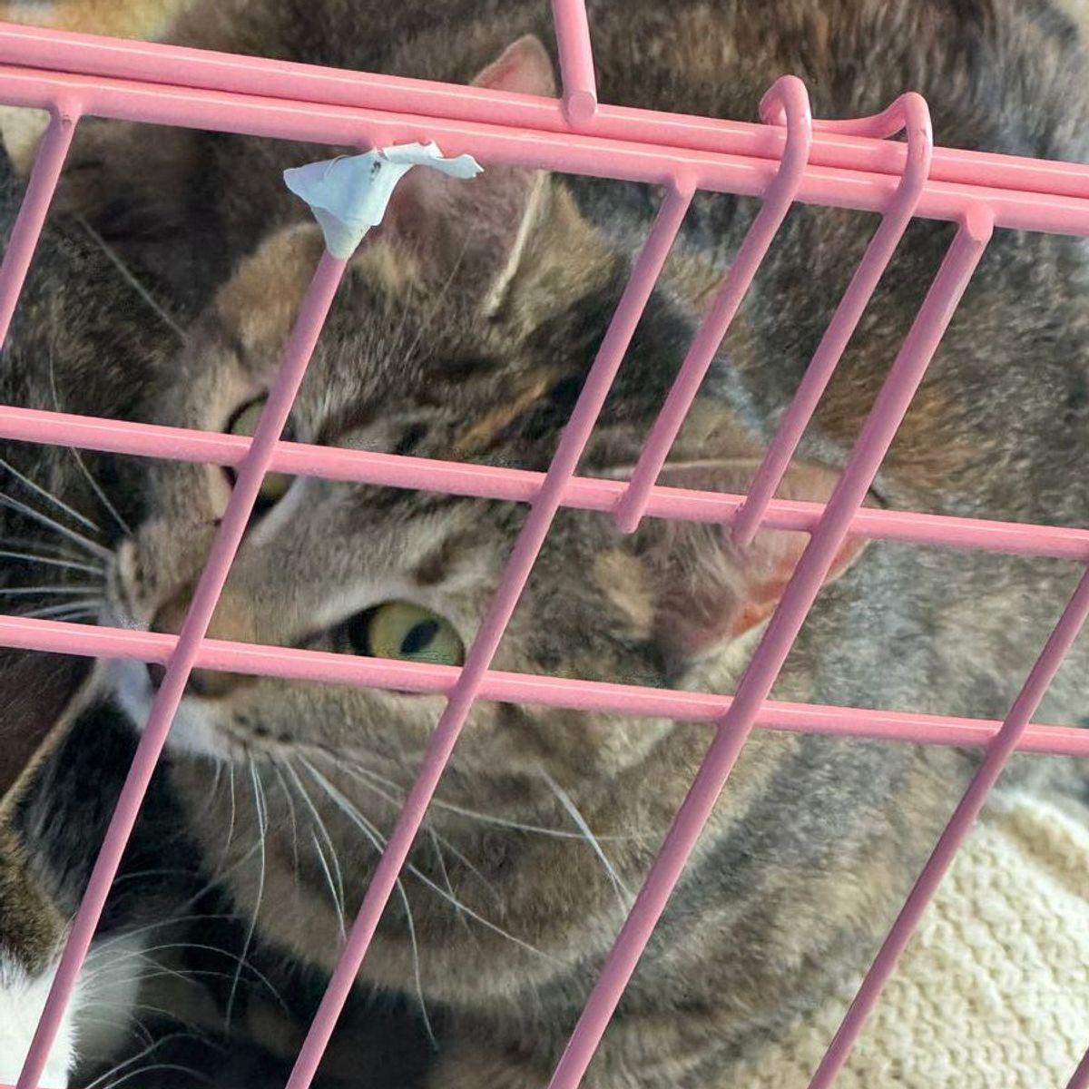 Manurva, Adoptable, Adult Female Domestic Short Hair.