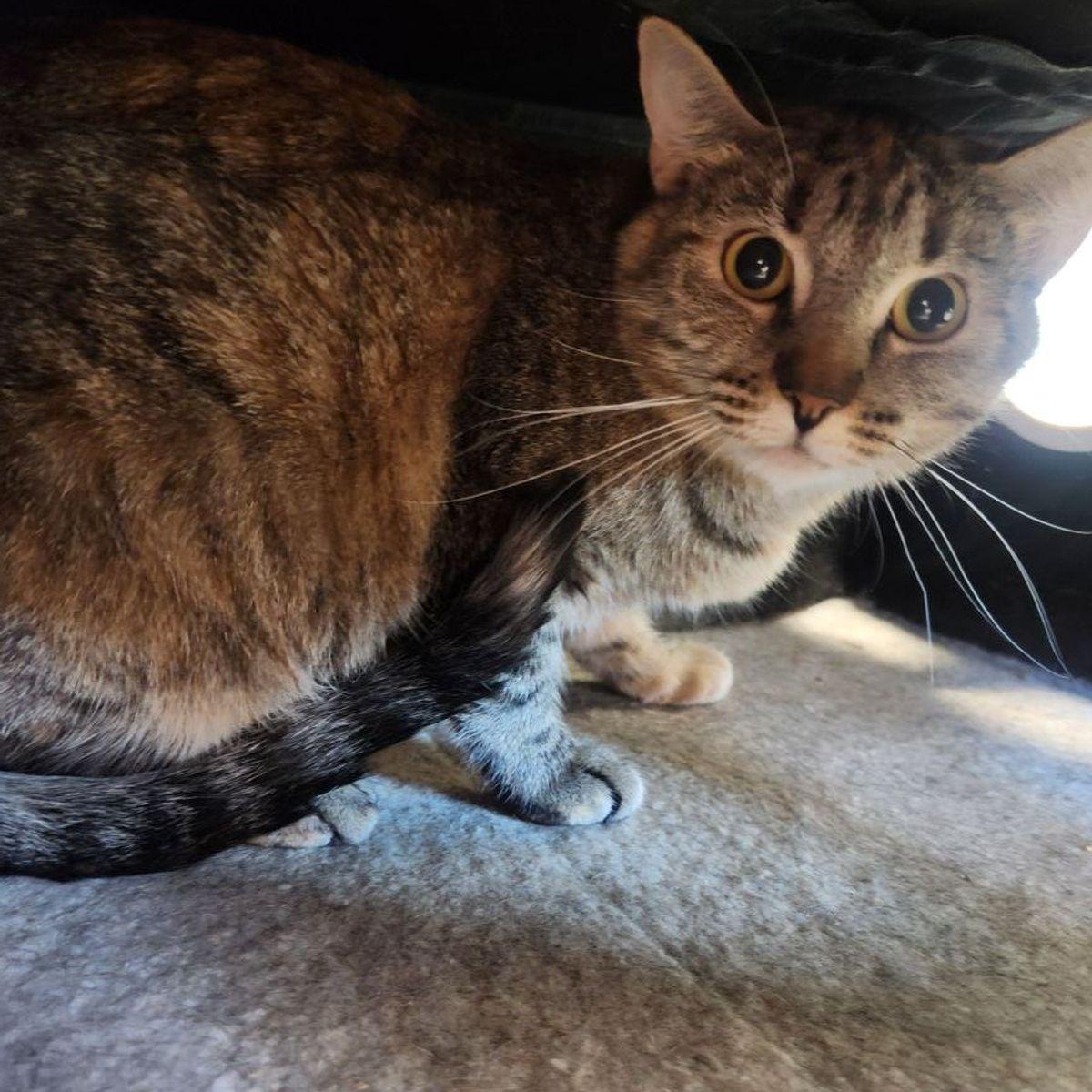 Manurva, Adoptable, Adult Female Domestic Short Hair.