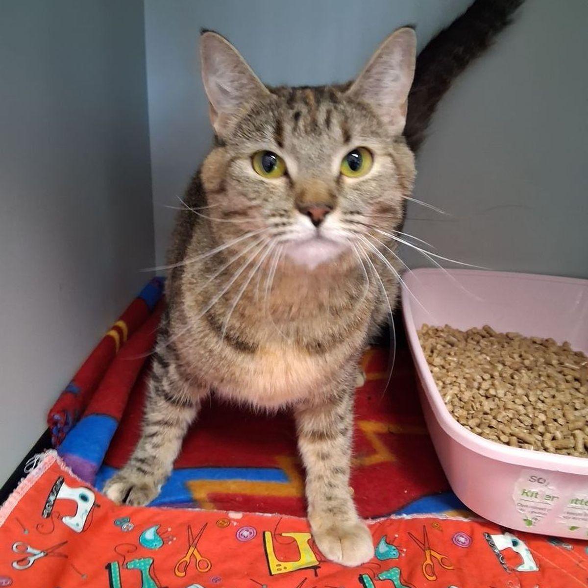 Enlarge Manurva, a Adoptable Domestic Short Hair in Kingman, AZ image 2/2