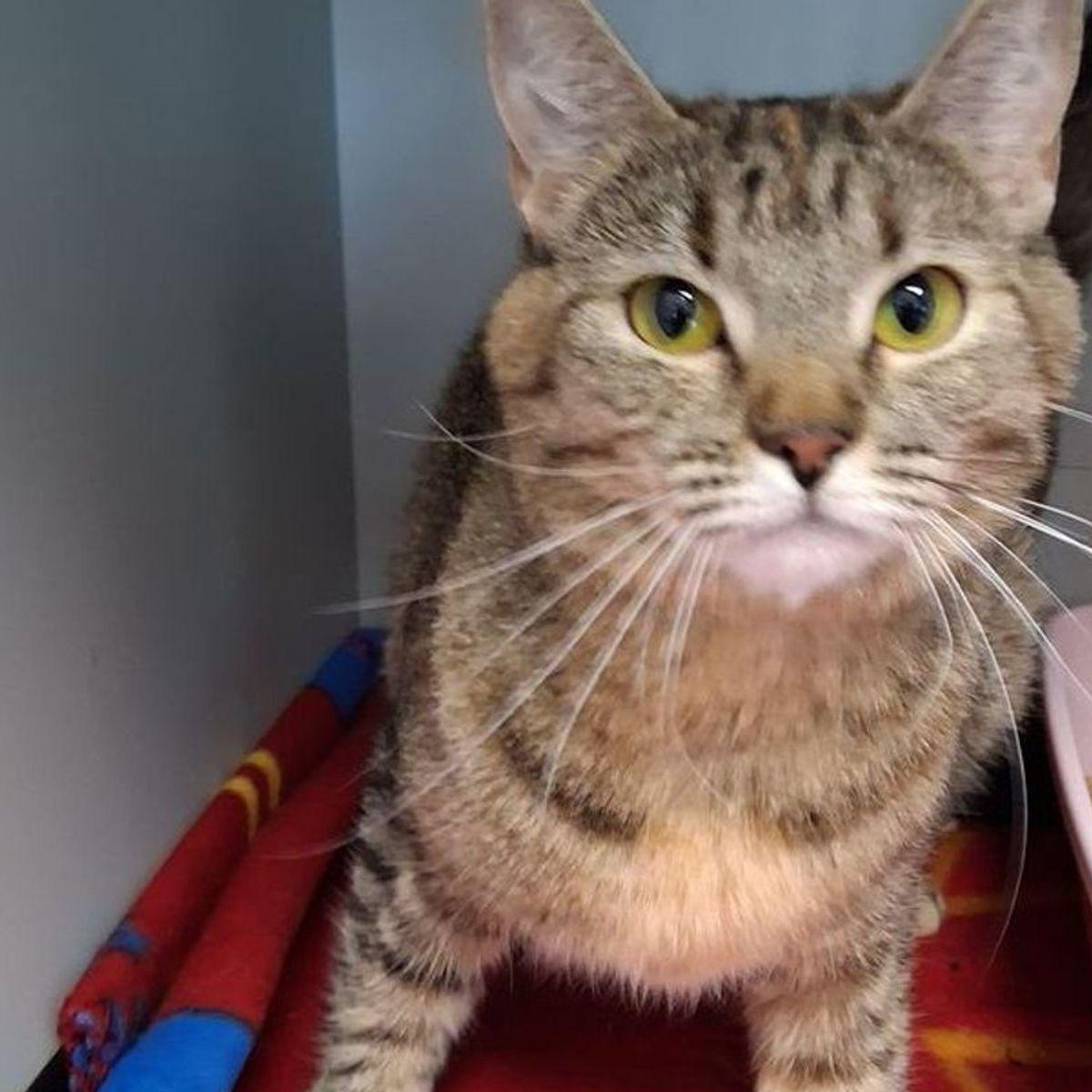 Enlarge Manurva, a Adoptable Domestic Short Hair in Kingman, AZ image 2/2