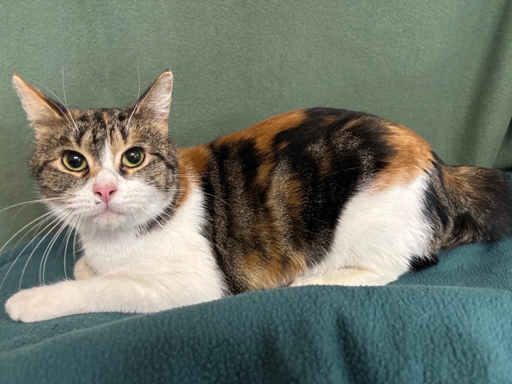 Jojo, Adoptable, Adult Female Domestic Short Hair.