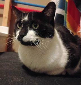 Olive, ADOPTABLE, Adult Female Domestic Short Hair.