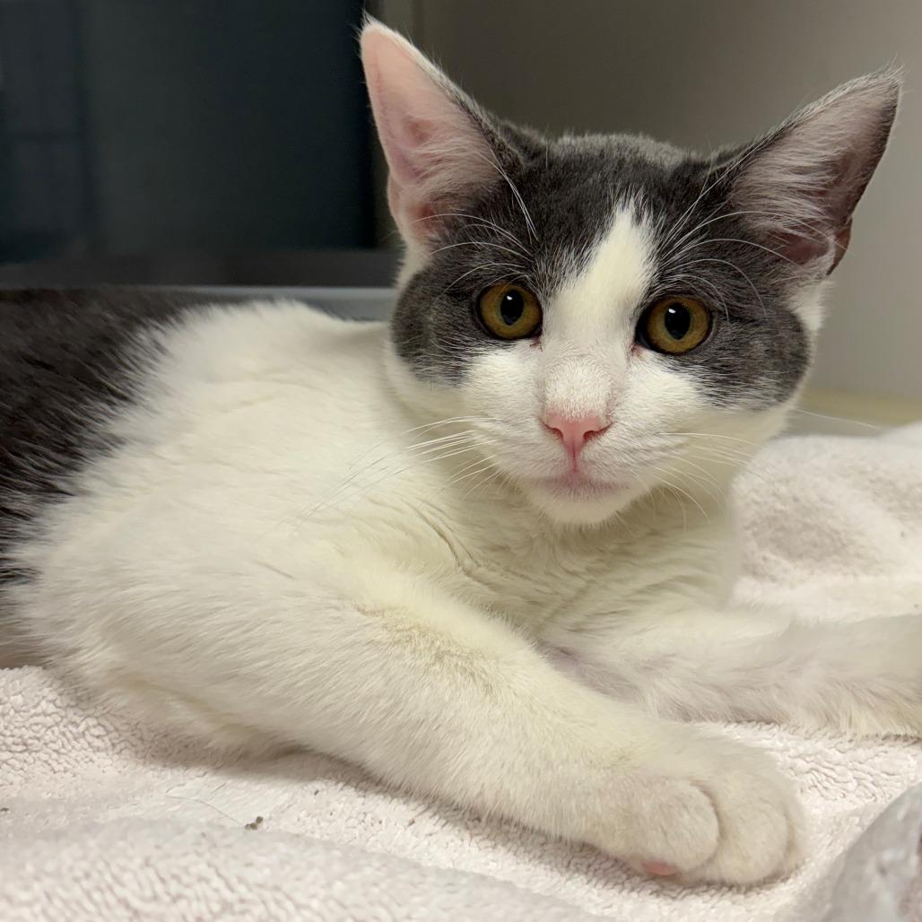 Robert, Adoptable, Kitten Male Domestic Short Hair.