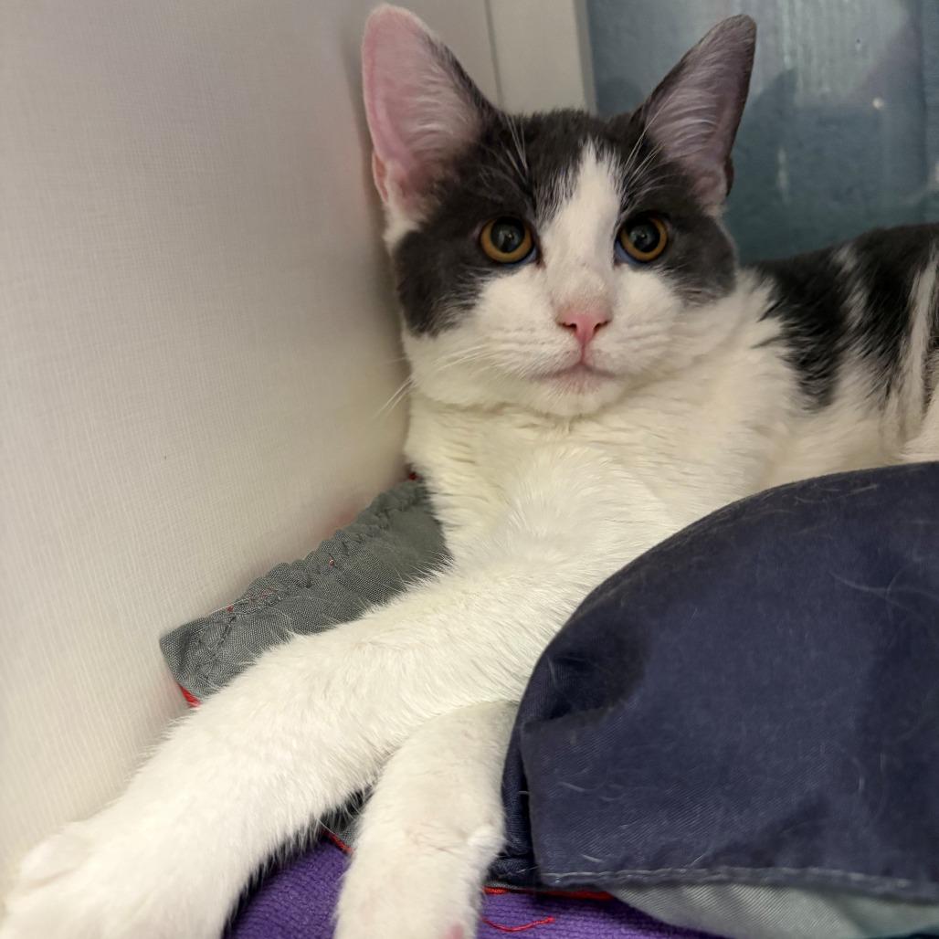 Robert, a Adoptable Domestic Short Hair in East Hanover, NJ image 2/3