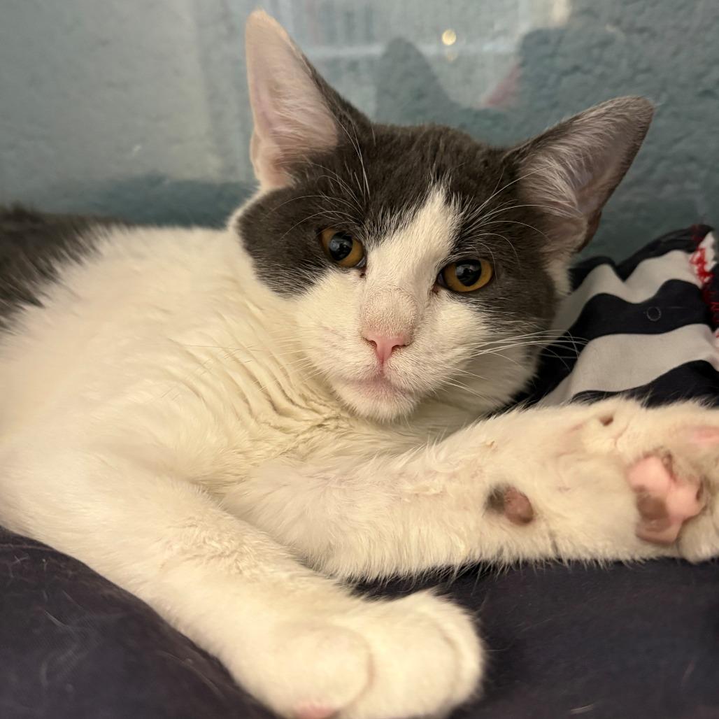 Robert, a Adoptable Domestic Short Hair in East Hanover, NJ image 3/3