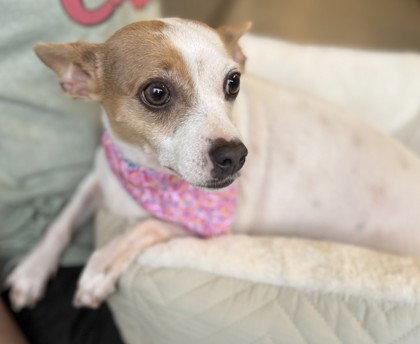 GG, Adoptable, Adult Female Chihuahua.