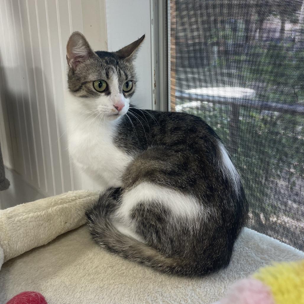 Jazmine, Adoptable, Adult Female Domestic Short Hair.