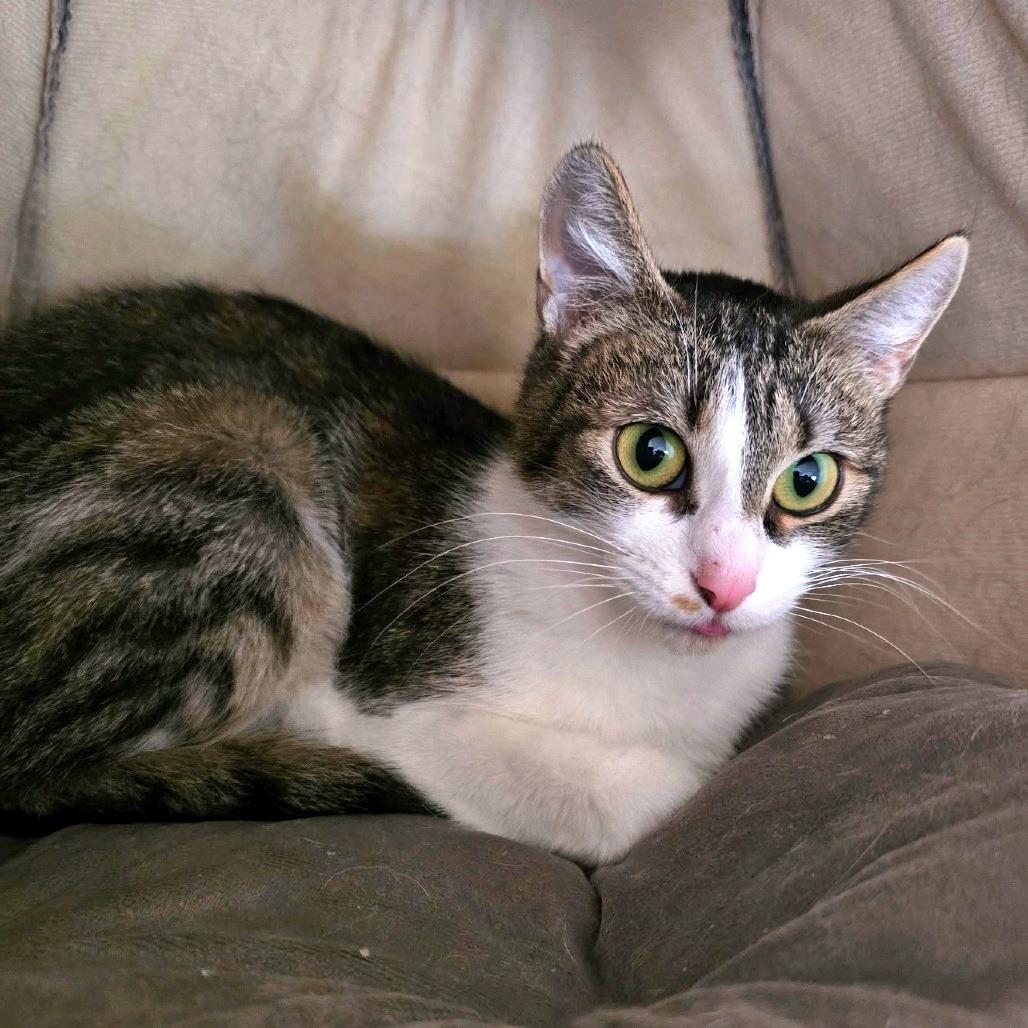 Jazmine, a Adoptable Domestic Short Hair in Prescott, AZ image 2/5
