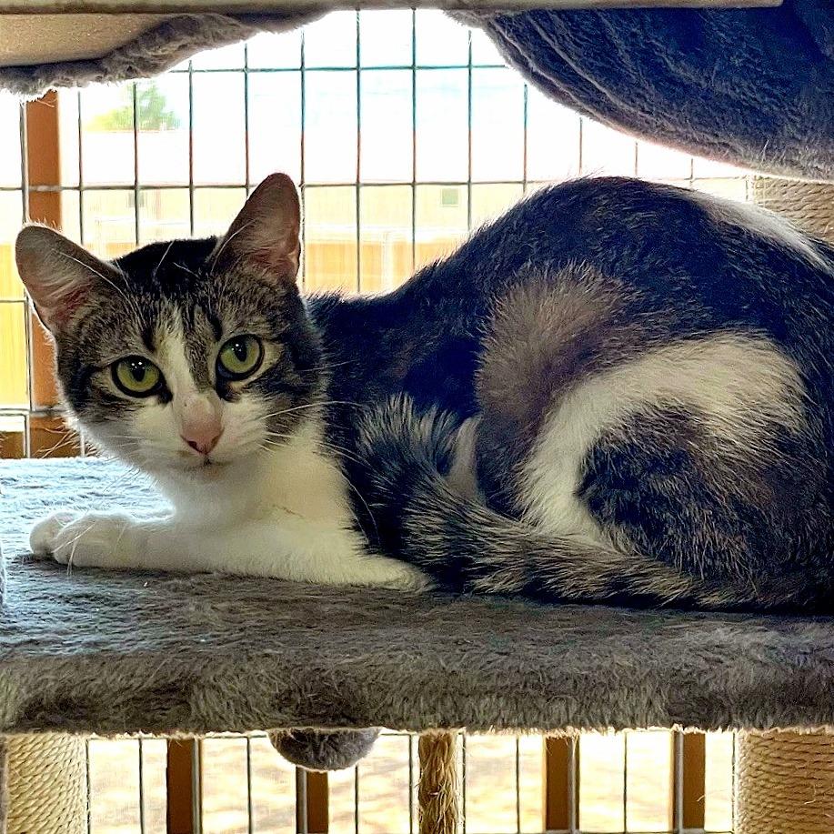 Jazmine, a Adoptable Domestic Short Hair in Prescott, AZ image 3/5