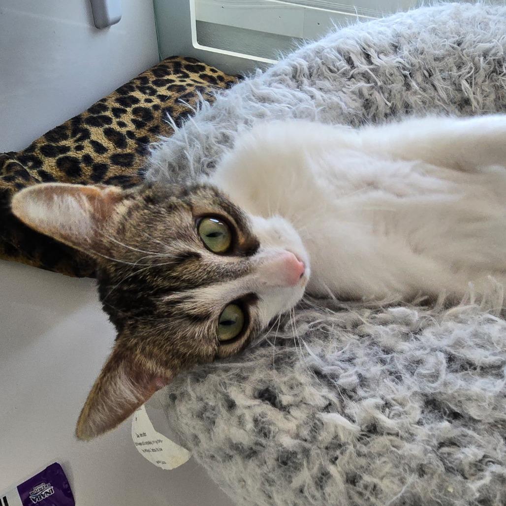 Jazmine, a Adoptable Domestic Short Hair in Prescott, AZ image 4/5