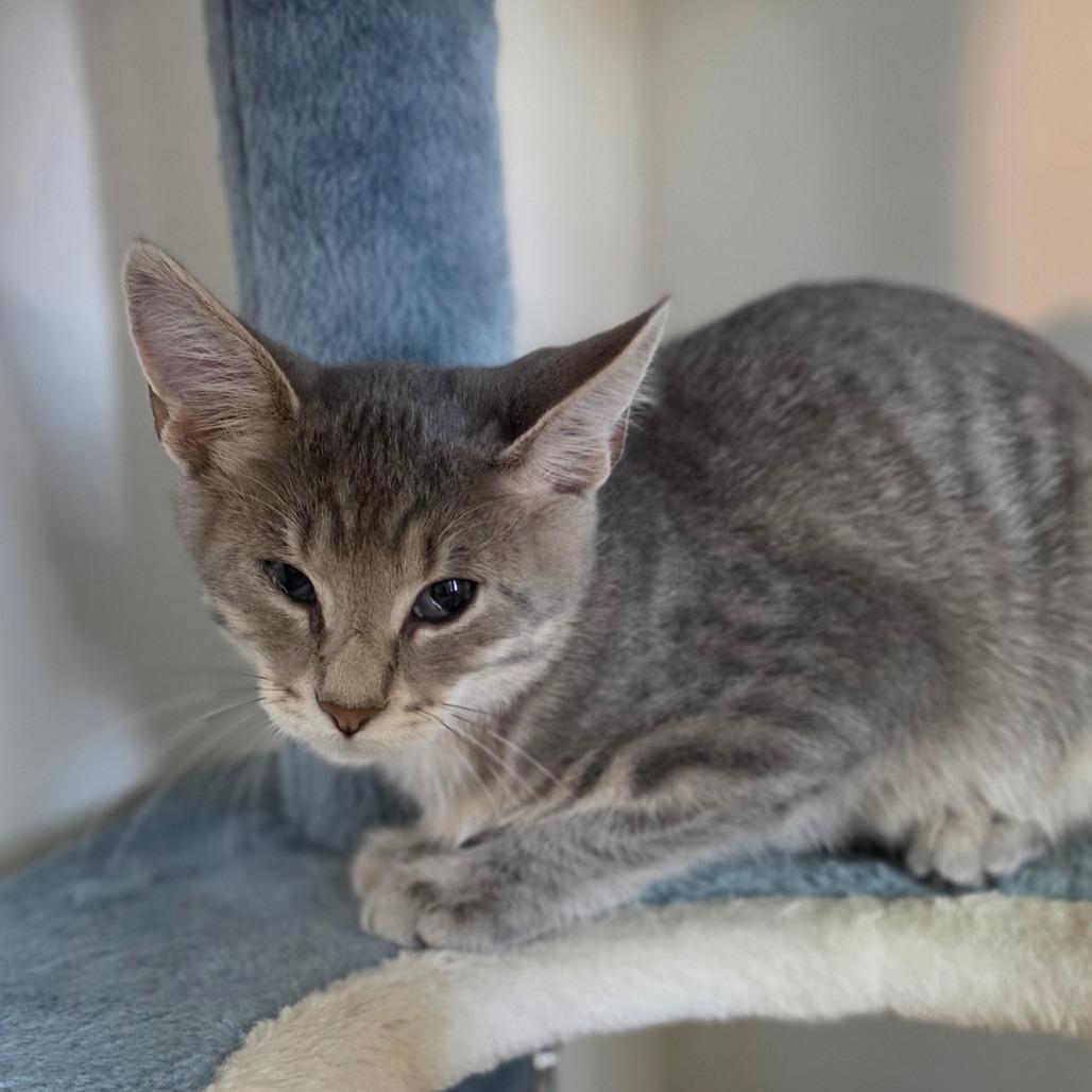 Gary, Adoptable, Kitten Male Domestic Short Hair.