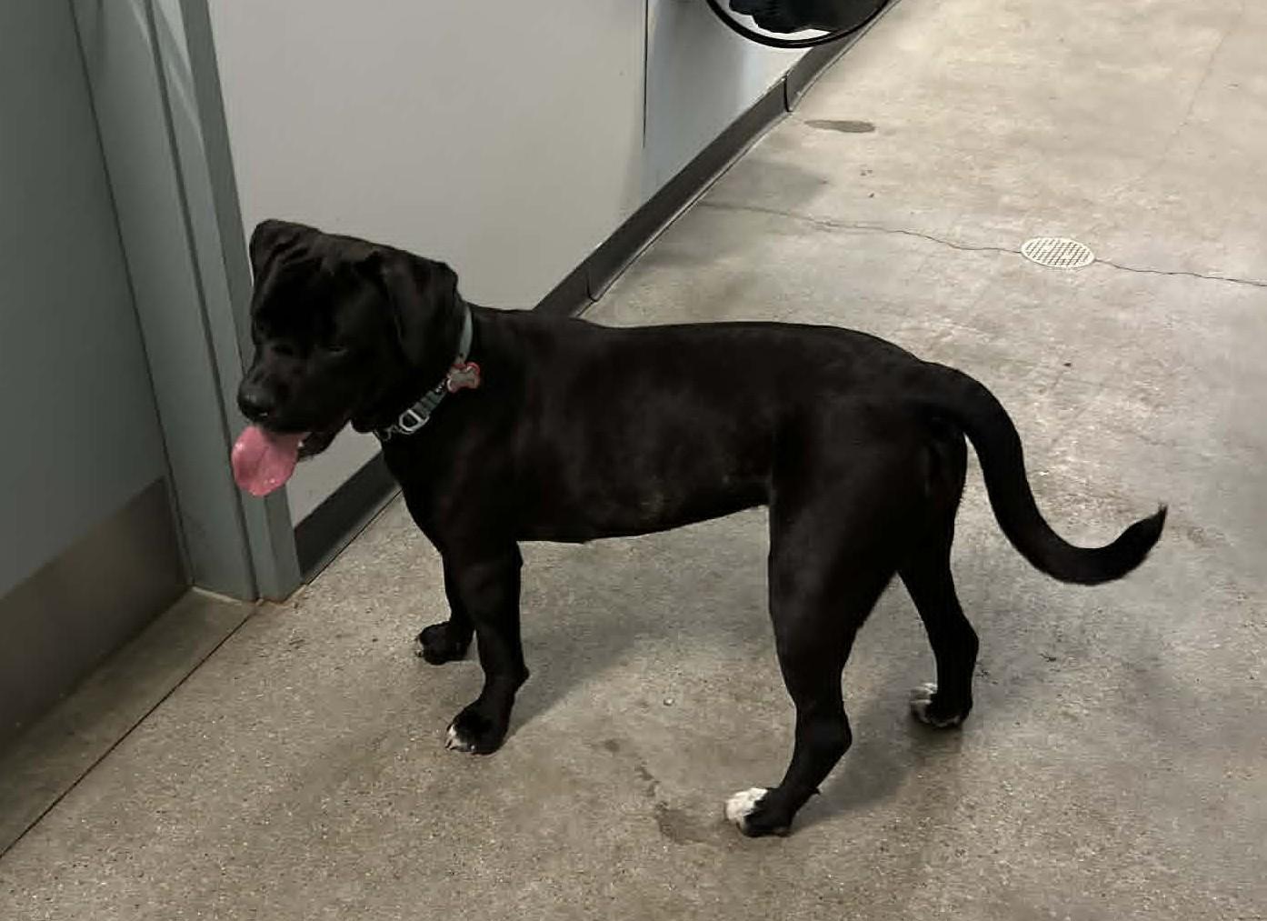 ChiChi, an adopted Cane Corso in Wakefield, RI image 4/4