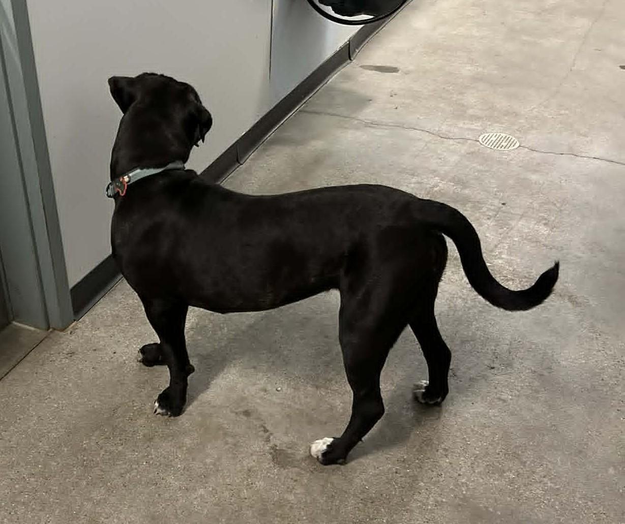 ChiChi, an adopted Cane Corso in Wakefield, RI image 2/4