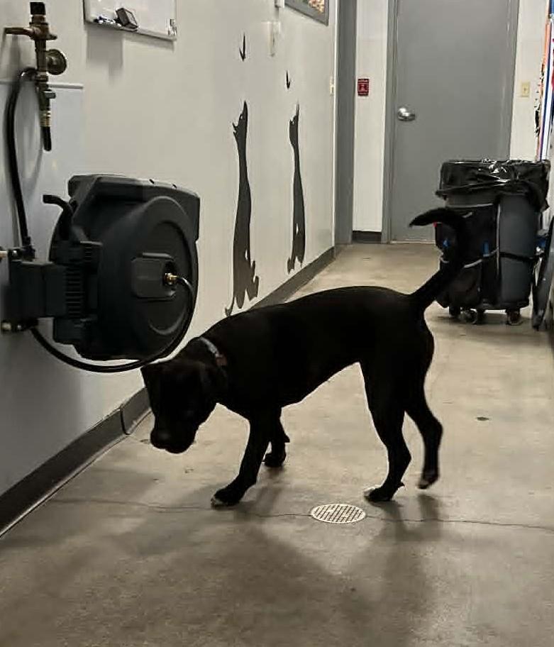 ChiChi, an adopted Cane Corso in Wakefield, RI image 3/4