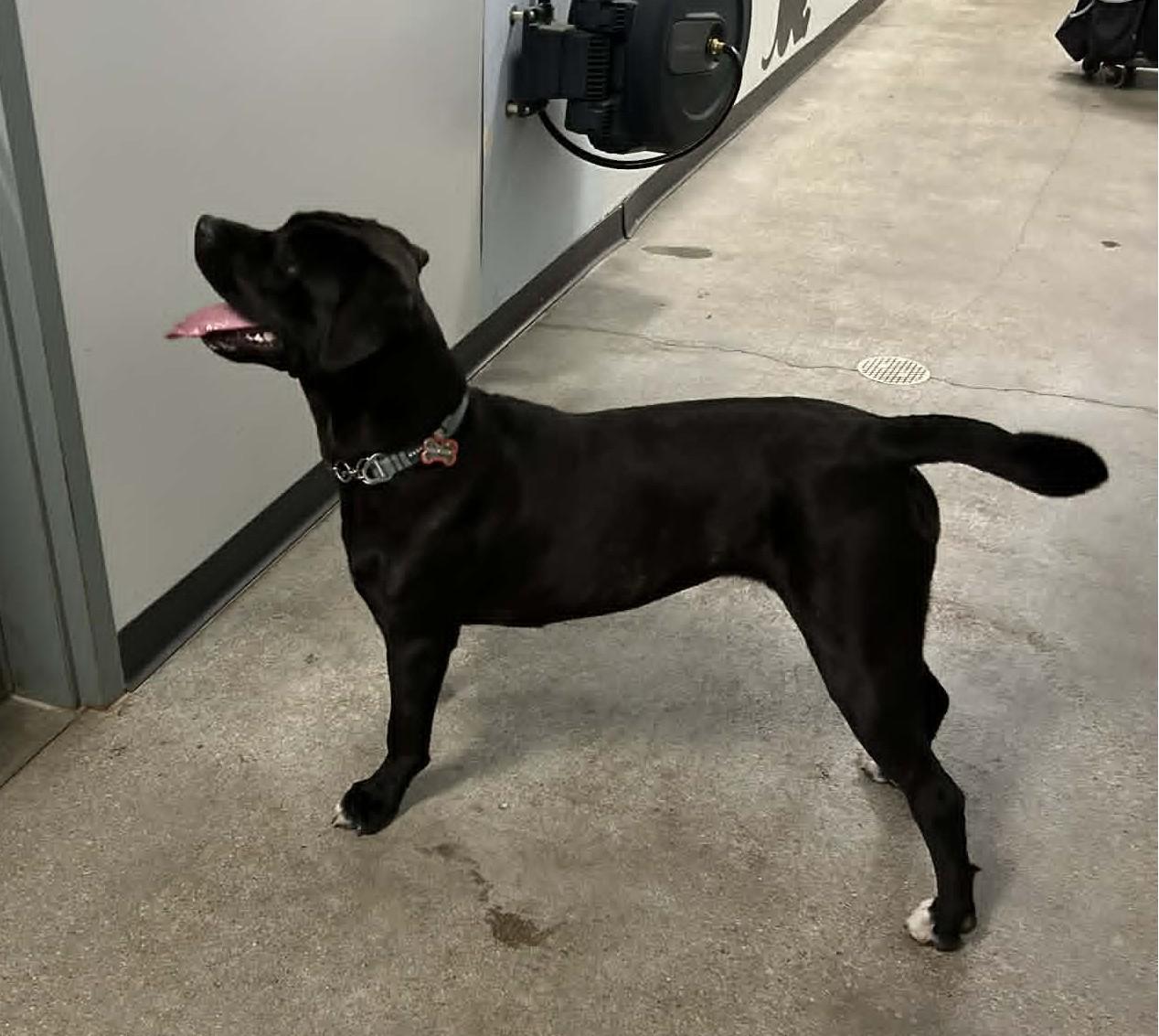 ChiChi, an adopted Cane Corso in Wakefield, RI image 1/4