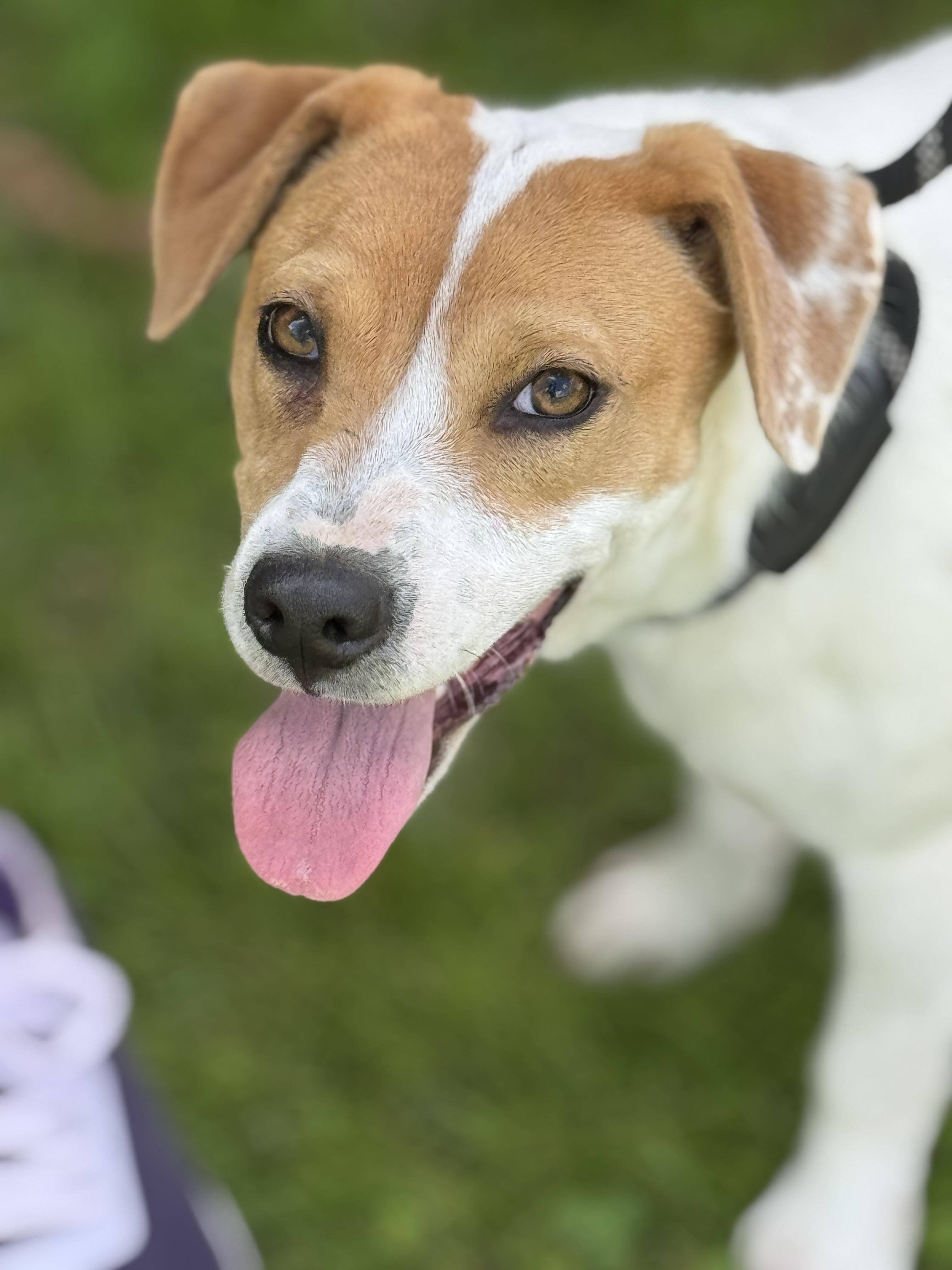 Selena, ADOPTABLE, Young Female Beagle & Terrier.