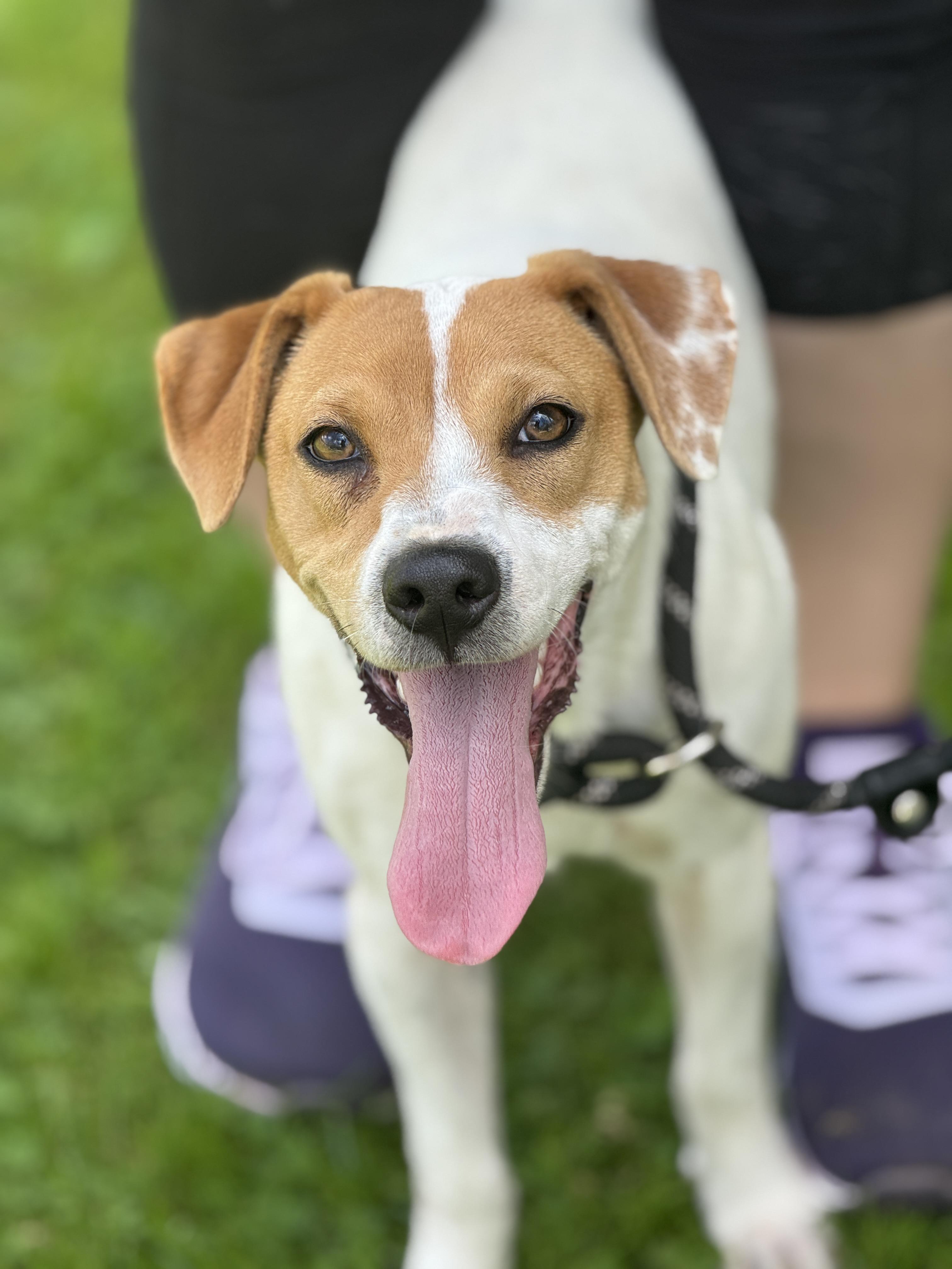 Selena, ADOPTABLE, Young Female Beagle & Terrier.