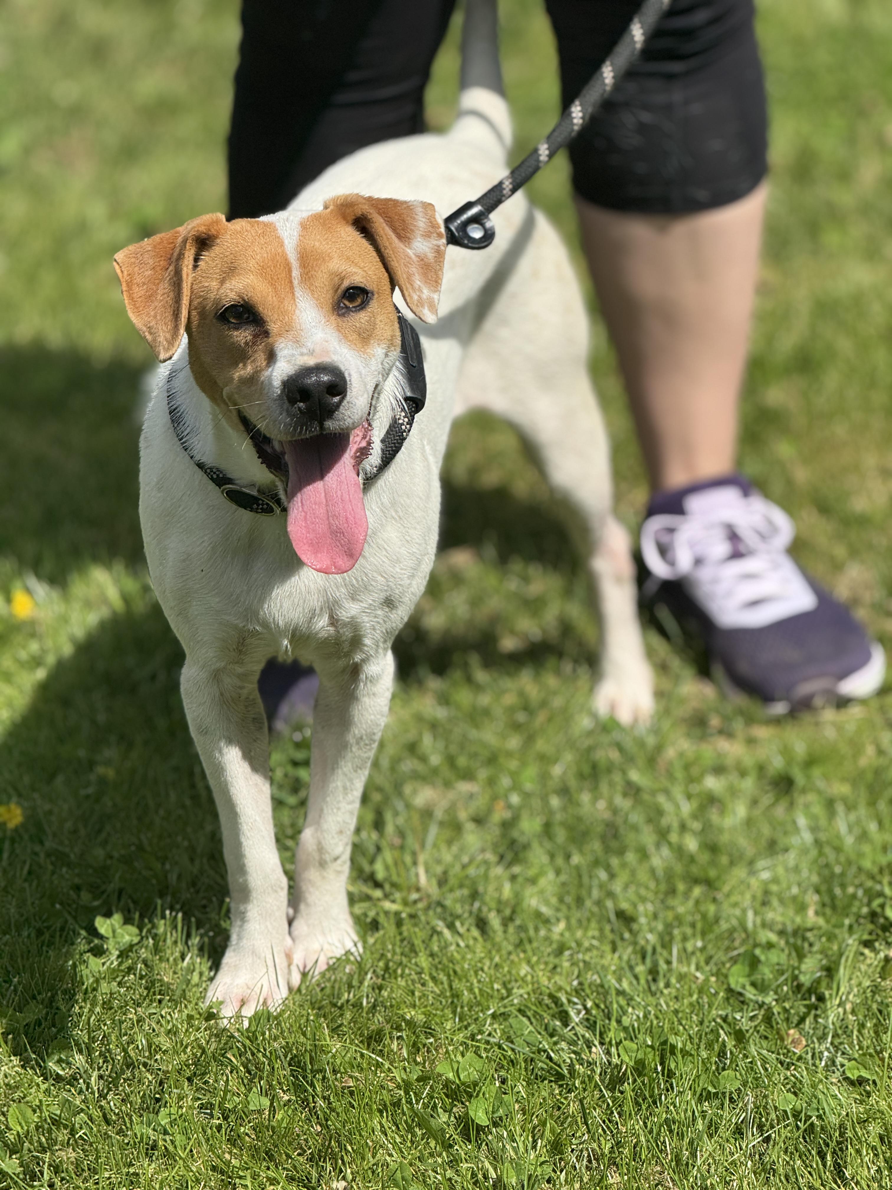 Enlarge Selena, a ADOPTABLE mixed breed in Richmond, VA image 6/6