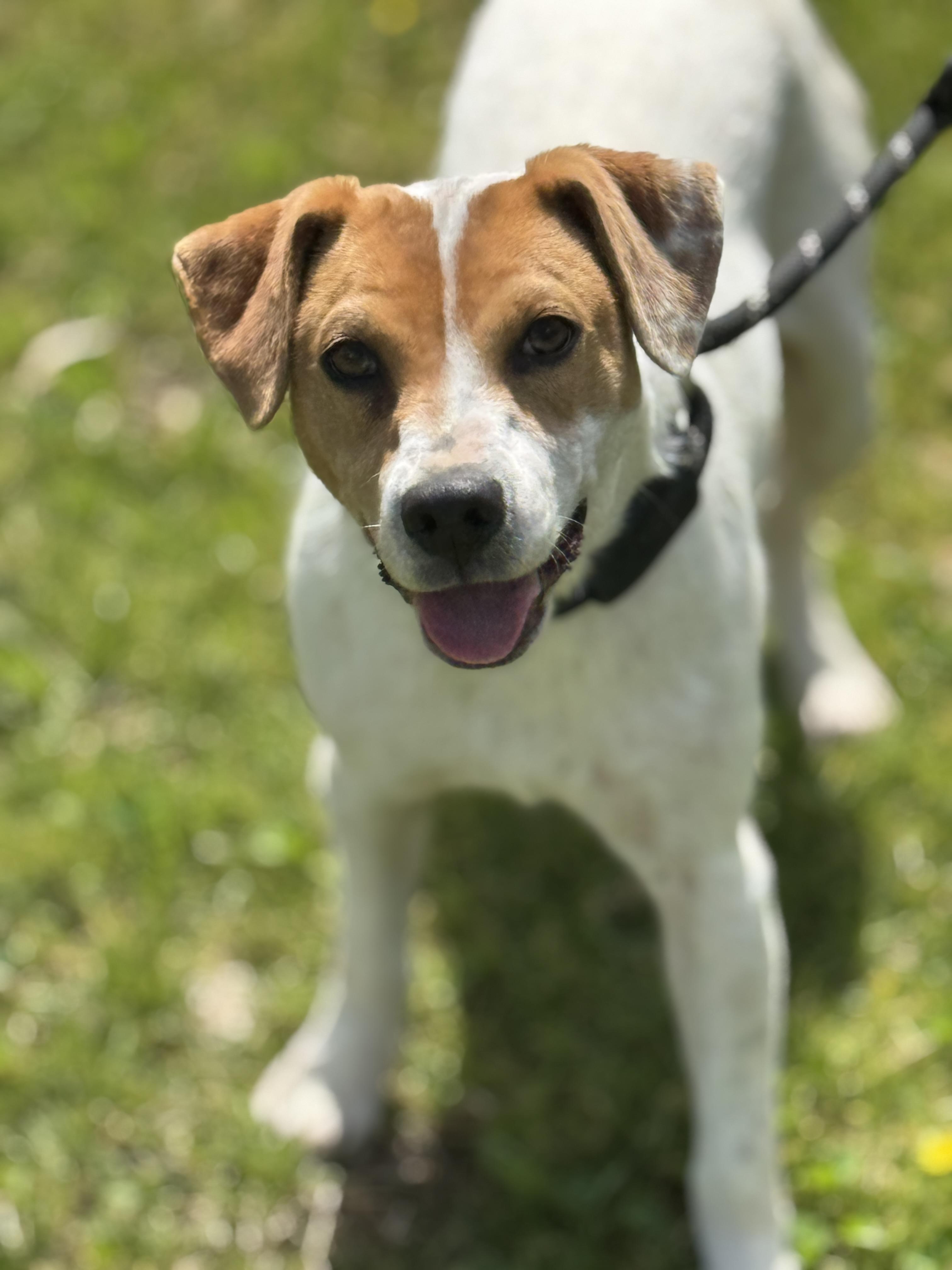 Enlarge Selena, a ADOPTABLE mixed breed in Richmond, VA image 4/6
