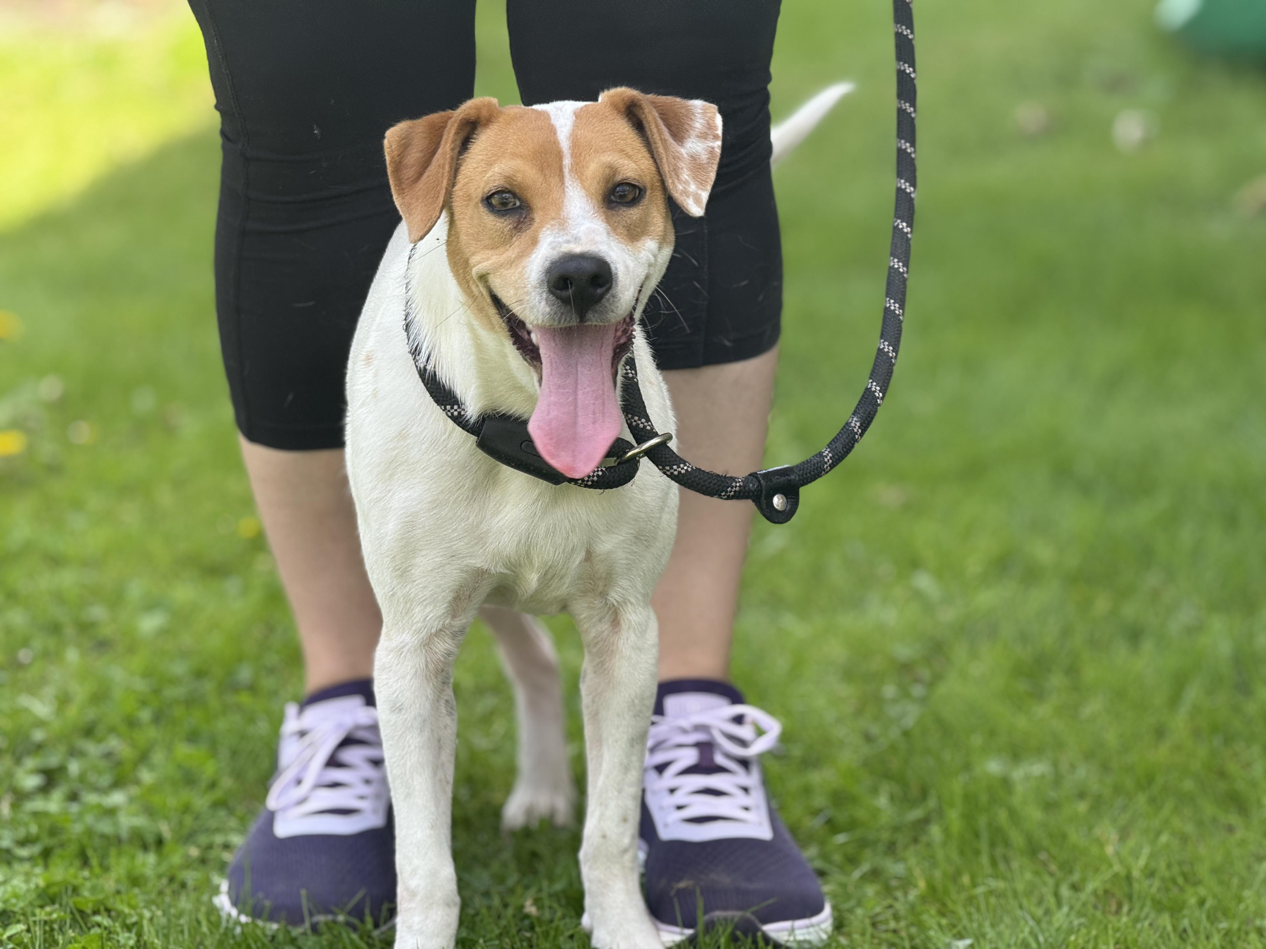 Selena, ADOPTABLE, Young Female Beagle & Terrier.