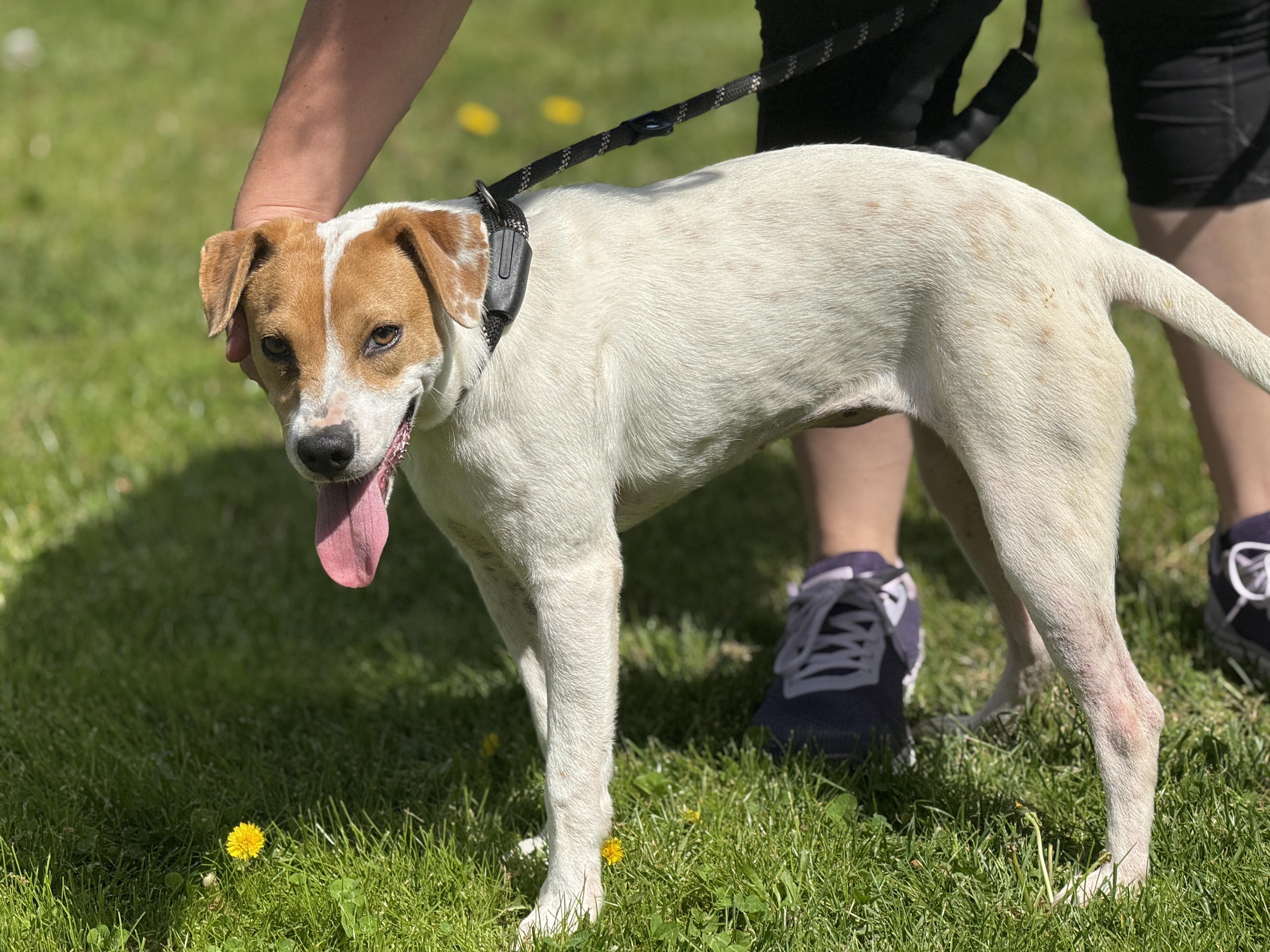 Enlarge Selena, a ADOPTABLE mixed breed in Richmond, VA image 3/6