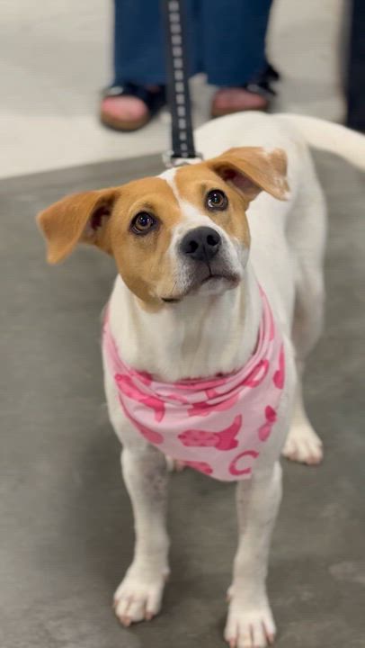 Enlarge Selena, a ADOPTABLE mixed breed in Richmond, VA video 5/6