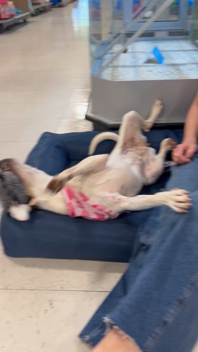 Enlarge Selena, a ADOPTABLE mixed breed in Richmond, VA video 6/6