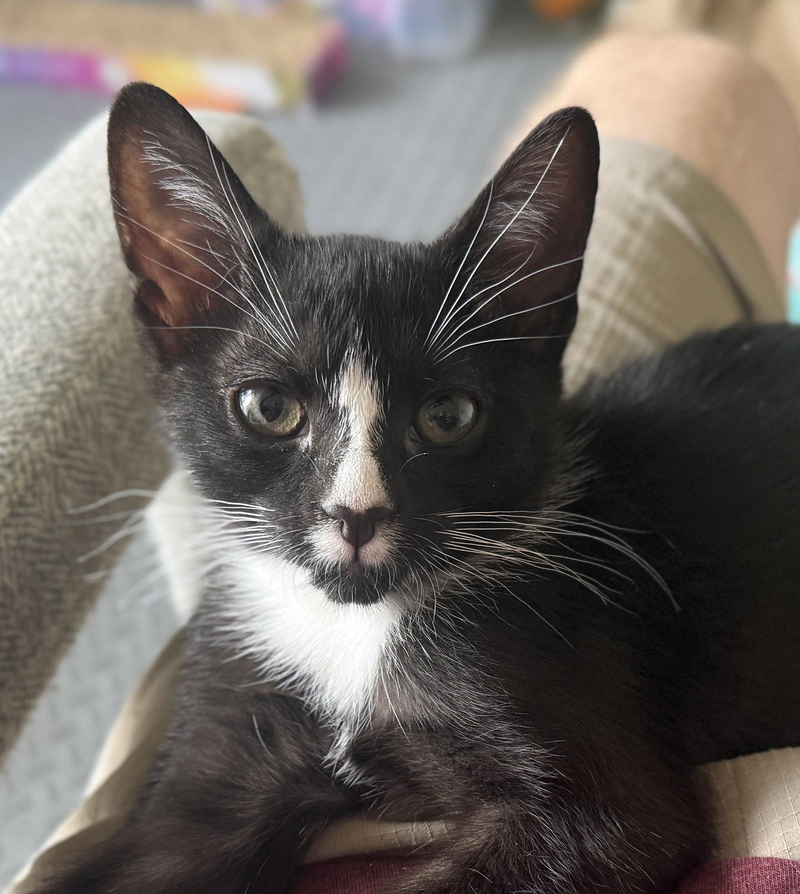 Iris, Adoptable, Kitten Female Domestic Short Hair.