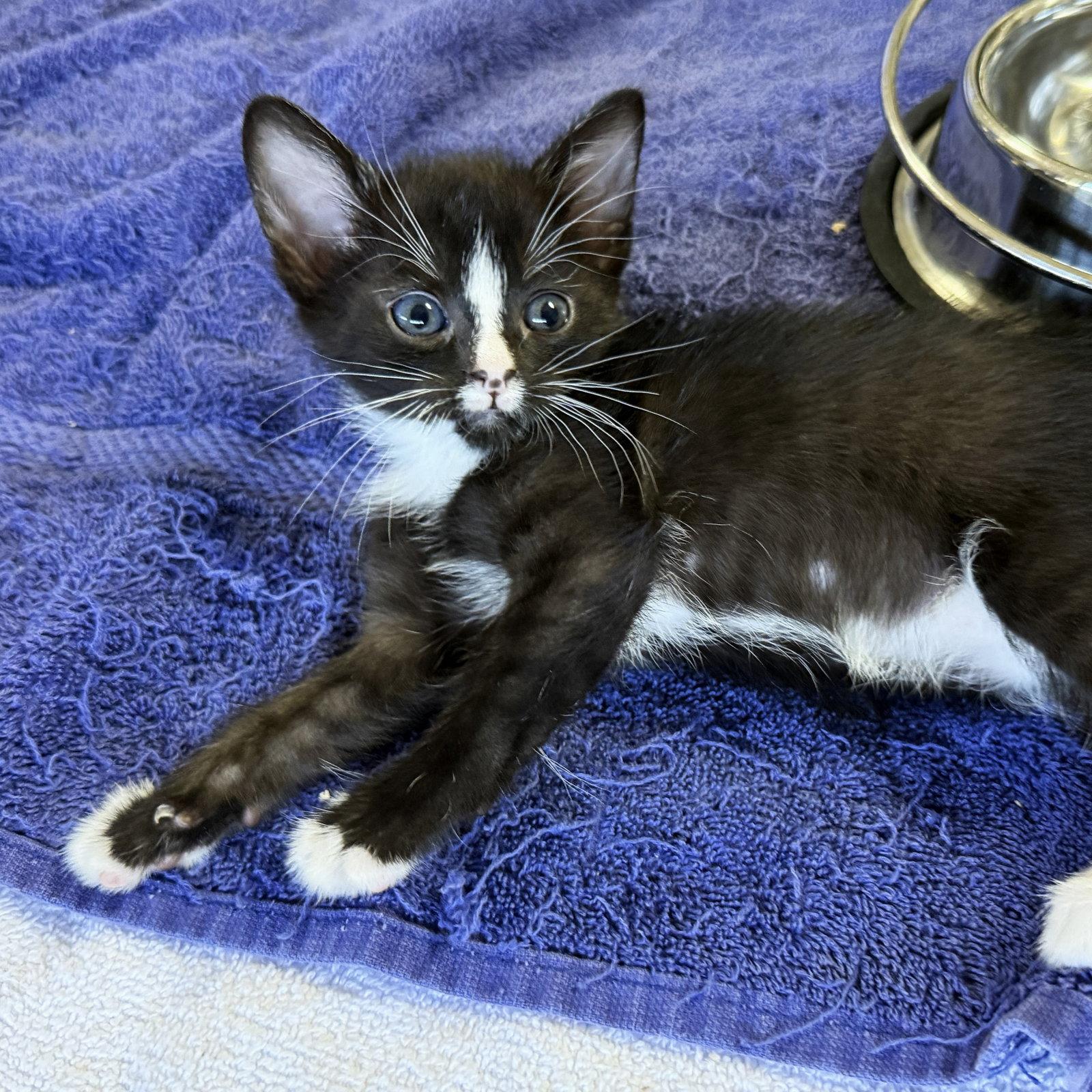 Iris, a Adoptable Domestic Short Hair in St. Cloud, FL image 2/3