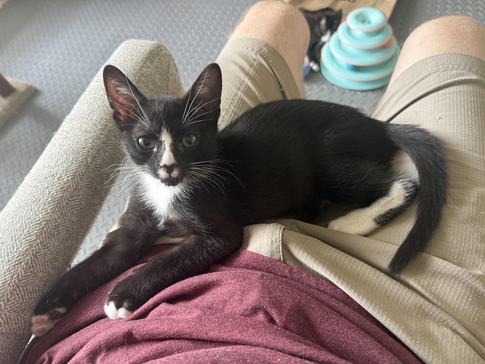 Iris, a Adoptable Domestic Short Hair in St. Cloud, FL image 3/3