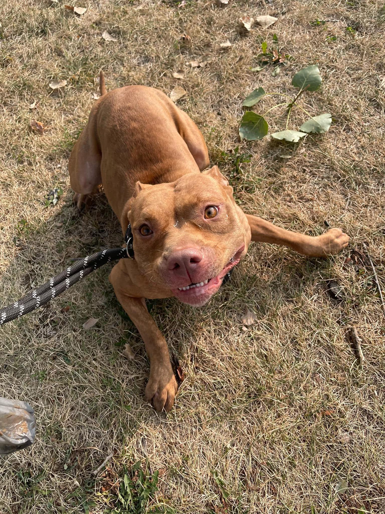 Buttercup, a Adoptable Pit Bull Terrier in Steger, IL image 6/6