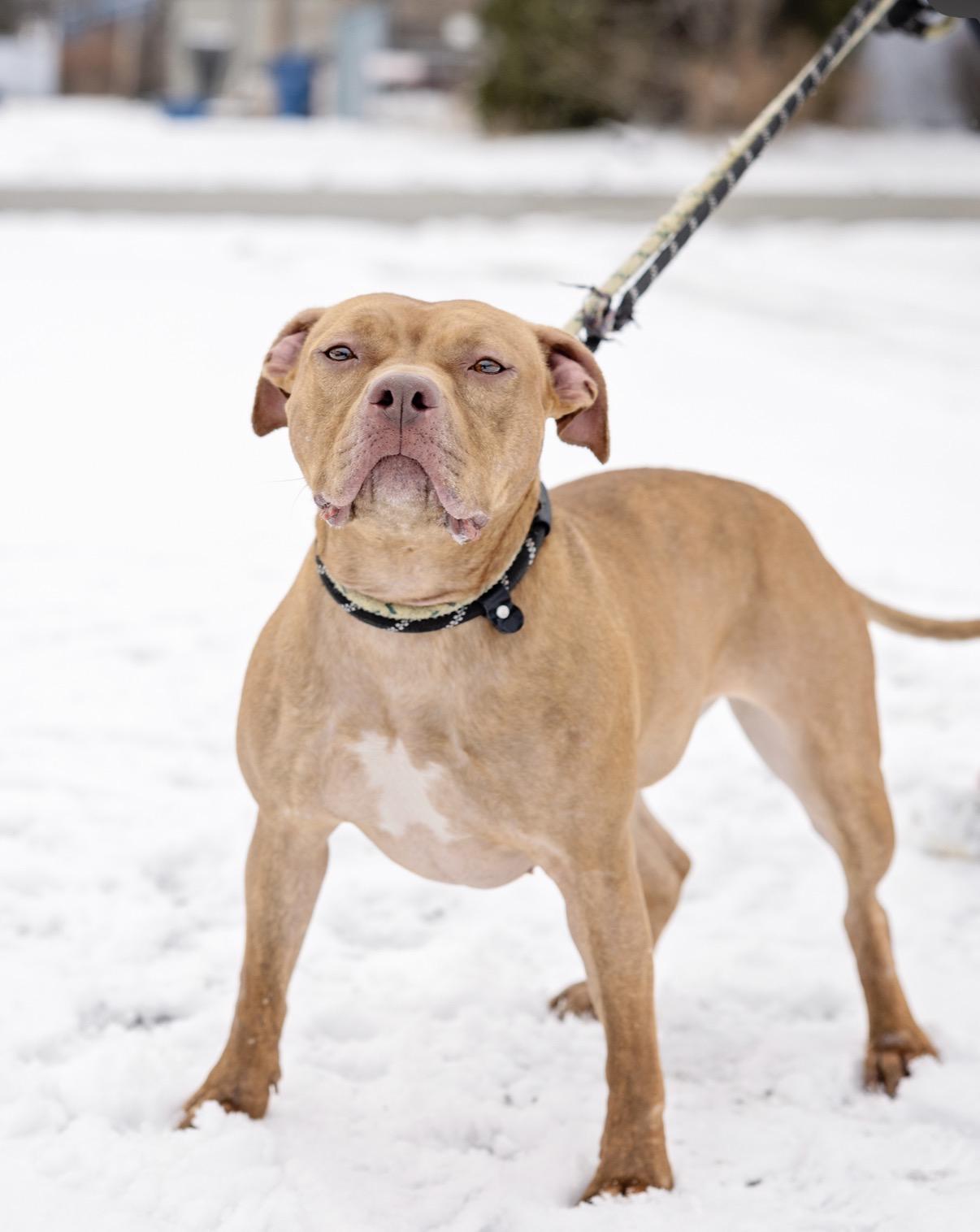 Enlarge Buttercup, a Adoptable Pit Bull Terrier in Steger, IL image 2/6