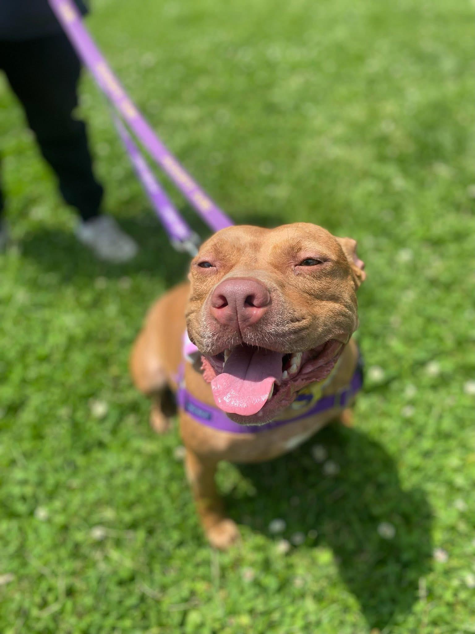 Buttercup, Adoptable, Adult Female Pit Bull Terrier.