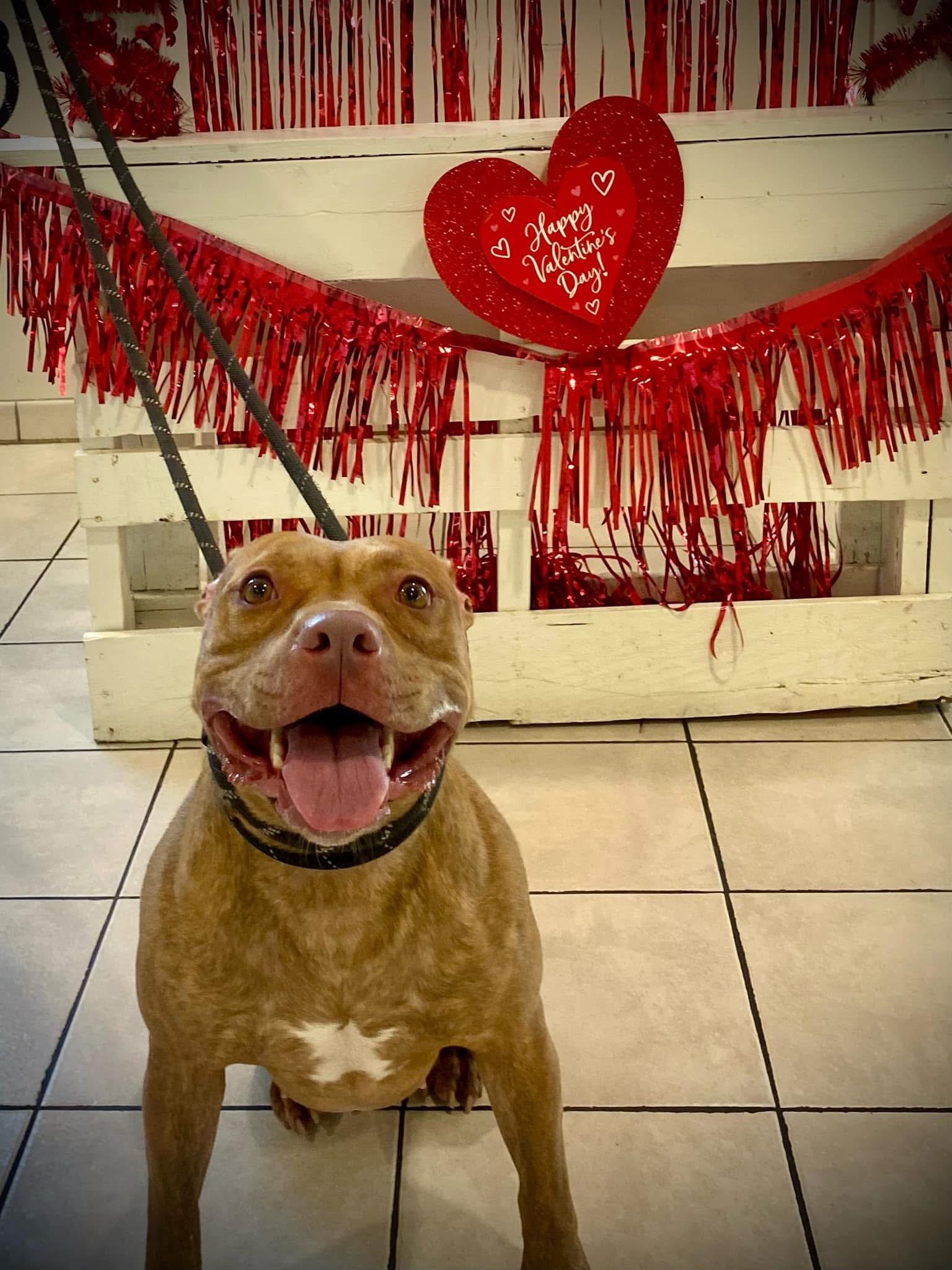 Buttercup, a Adoptable Pit Bull Terrier in Steger, IL image 2/6