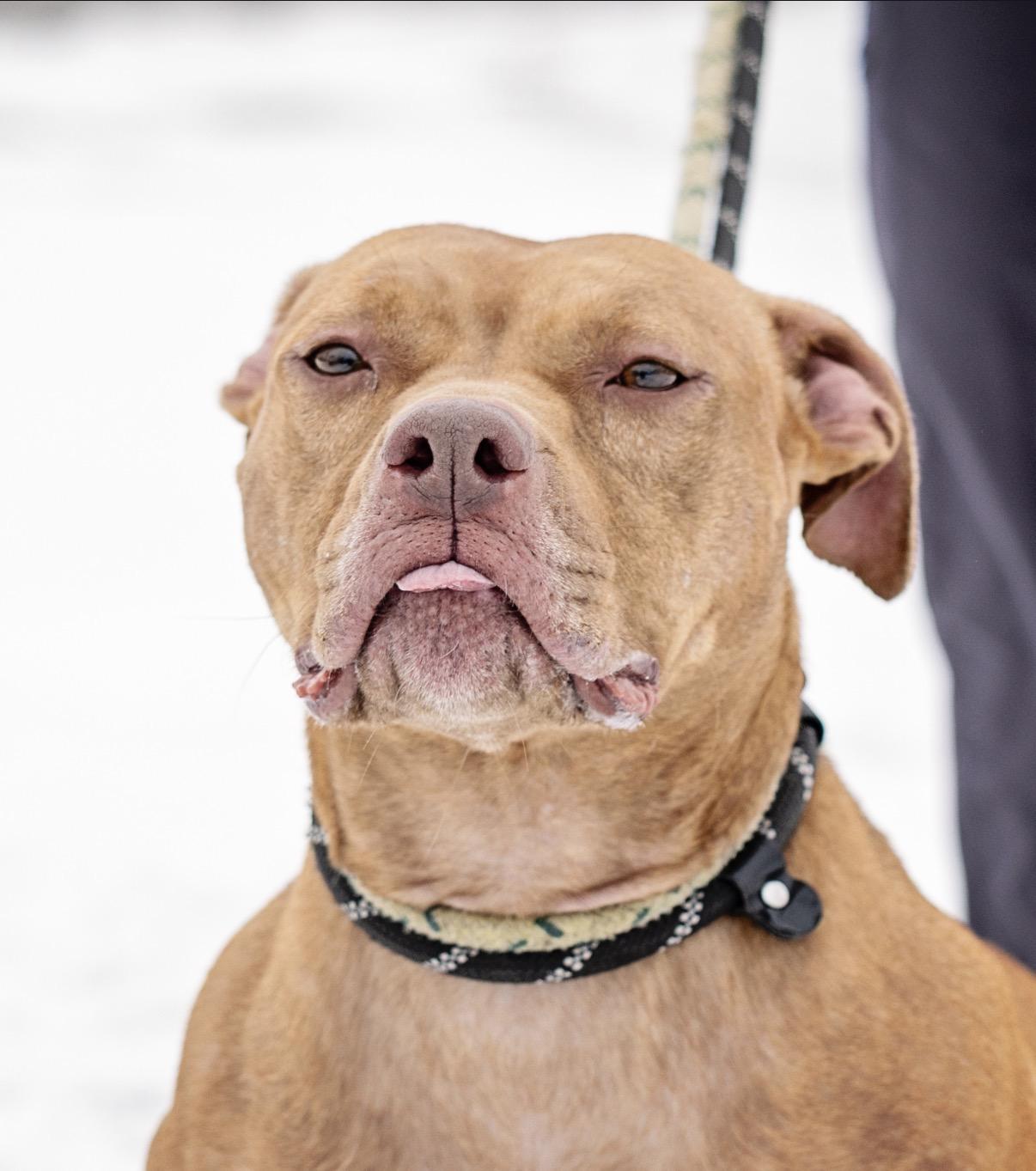 Enlarge Buttercup, a Adoptable Pit Bull Terrier in Steger, IL image 1/6