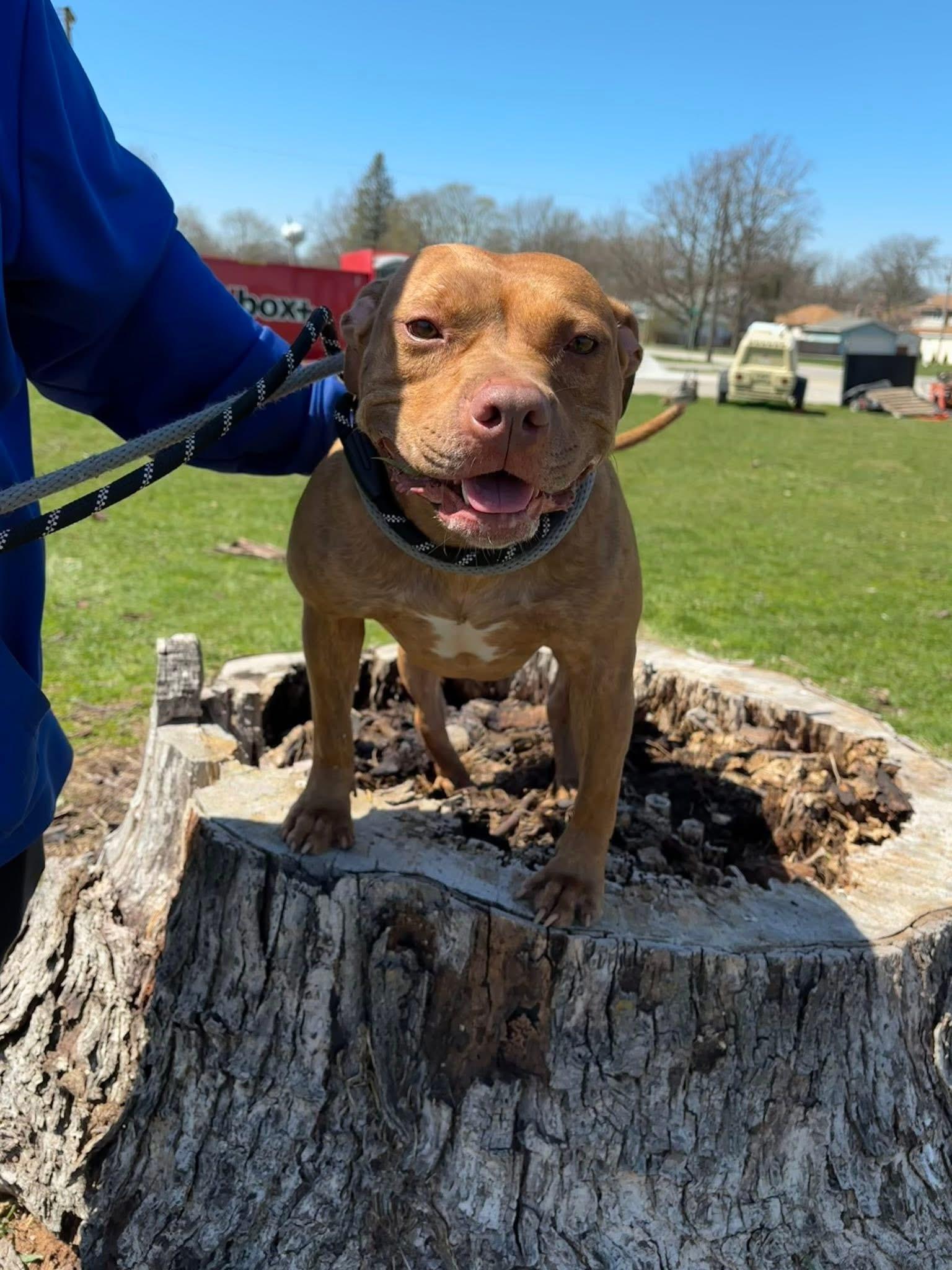 Buttercup, a Adoptable Pit Bull Terrier in Steger, IL image 3/6