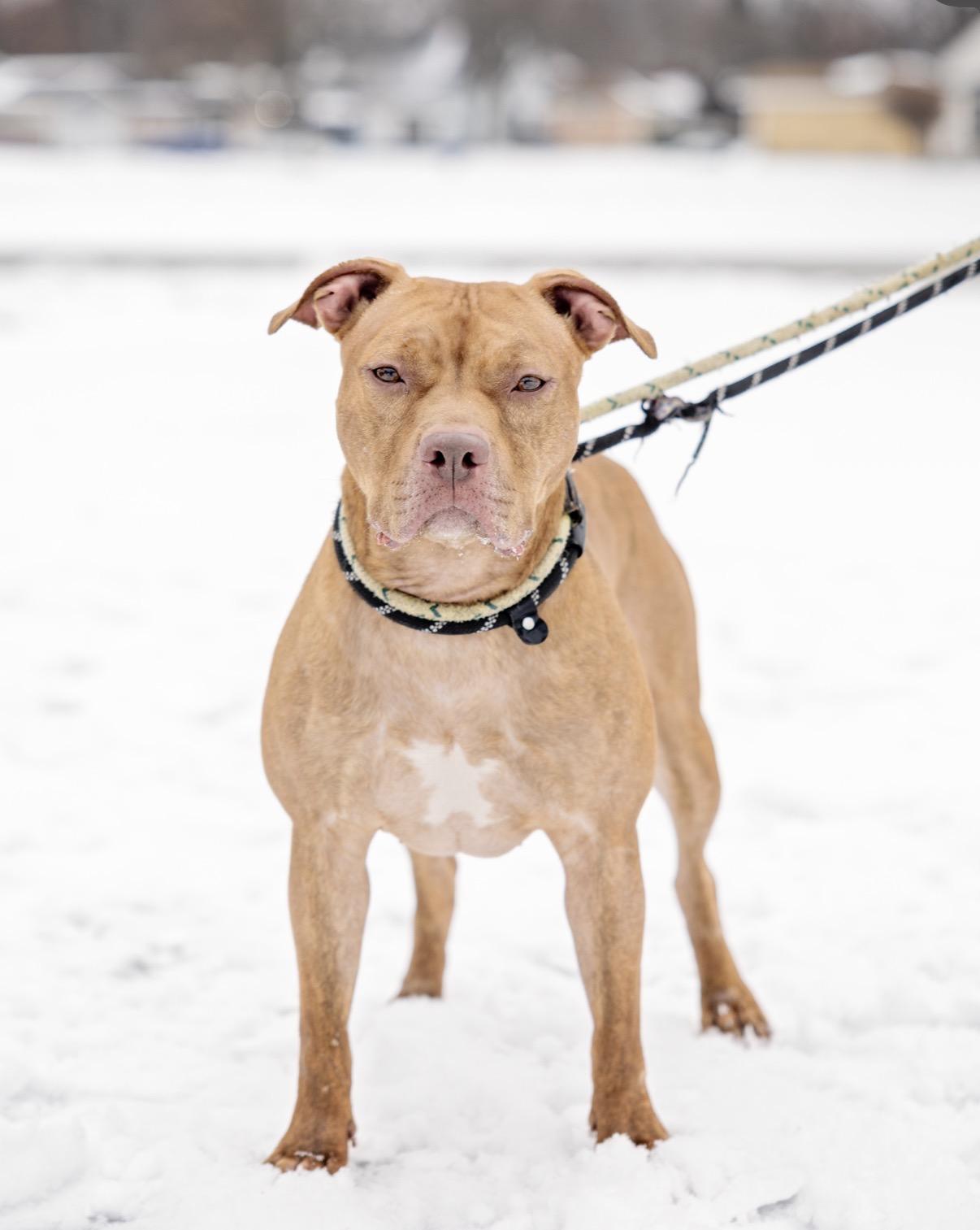 Enlarge Buttercup, a Adoptable Pit Bull Terrier in Steger, IL image 5/6