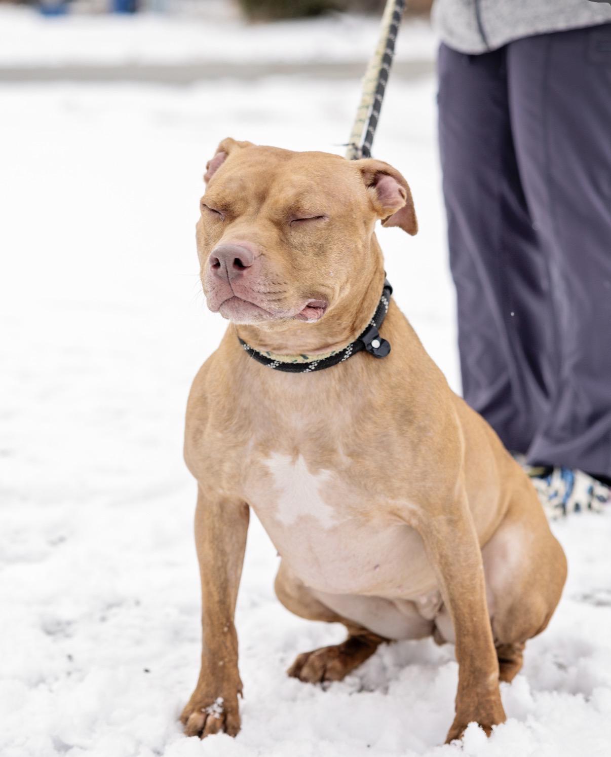 Enlarge Buttercup, a Adoptable Pit Bull Terrier in Steger, IL image 6/6