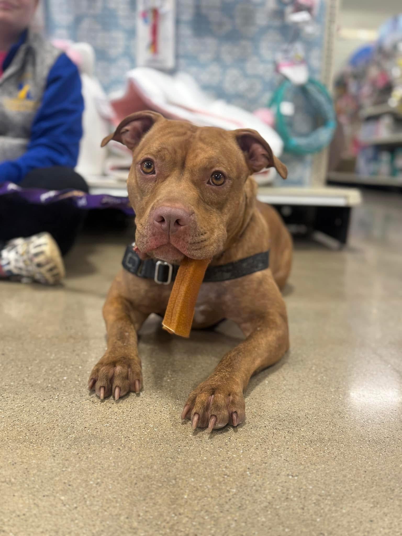 Buttercup, a Adoptable Pit Bull Terrier in Steger, IL image 5/6