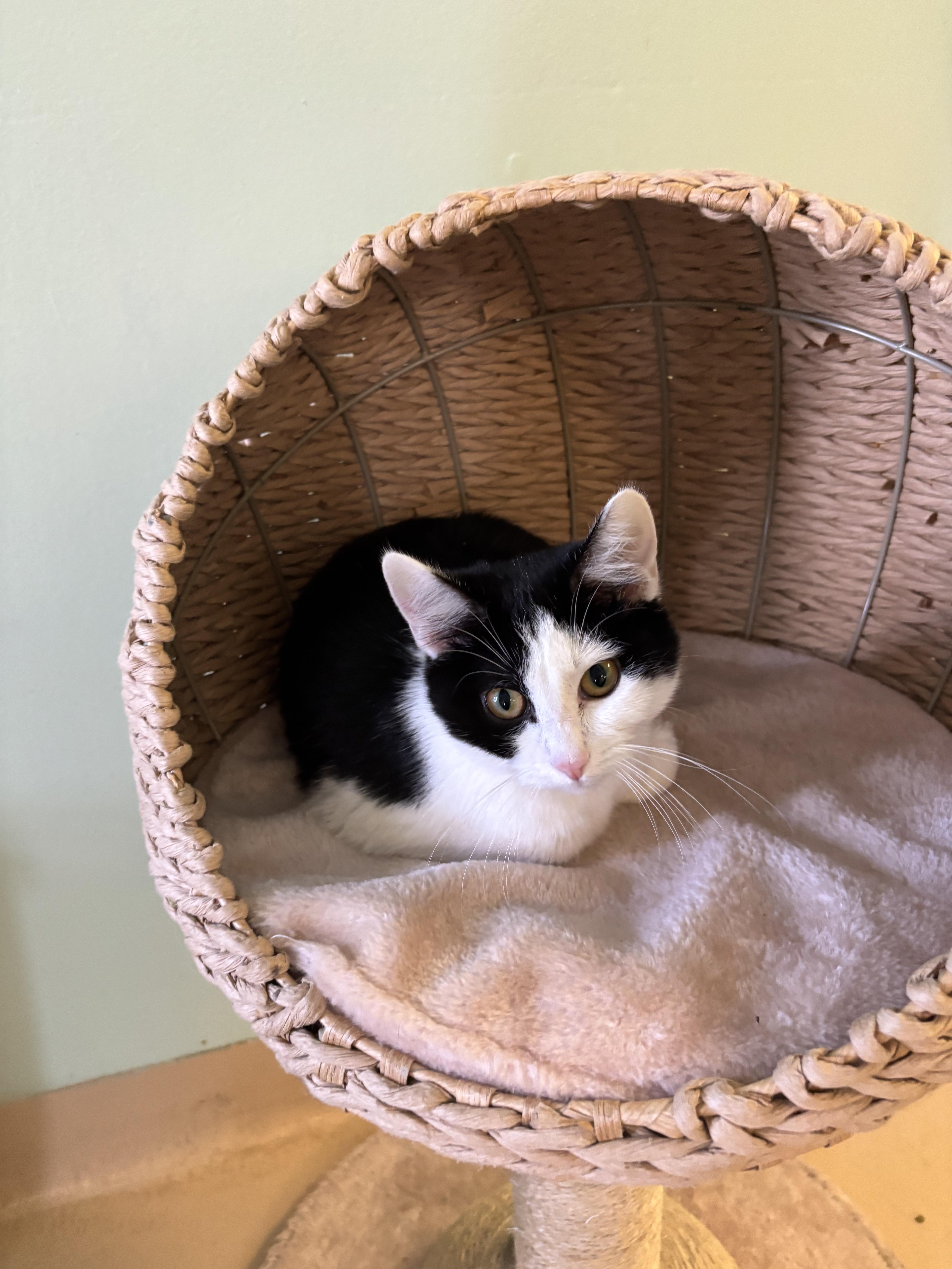 Molly, ADOPTABLE, Young Female Domestic Short Hair.