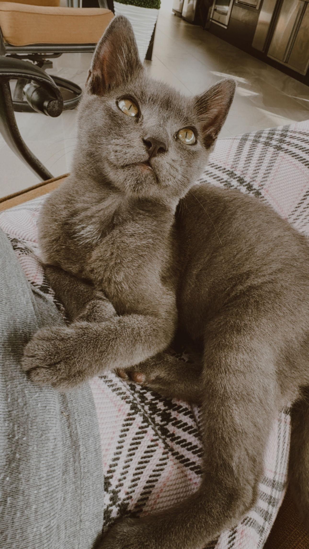 Enlarge Diana, a Adoptable Russian Blue in Boynton Beach, FL image 1/1