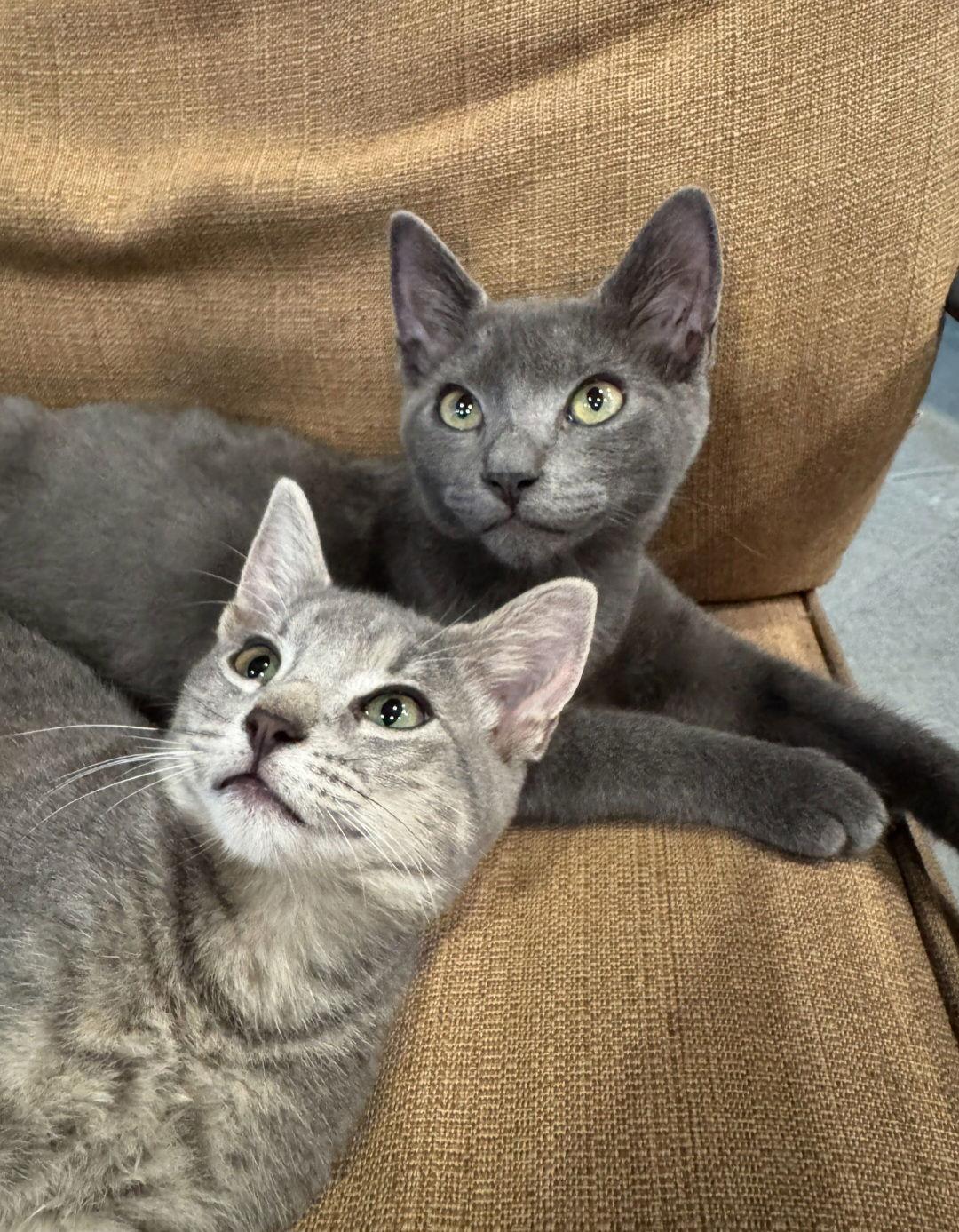 Diana, Adoptable, Young Female Russian Blue.