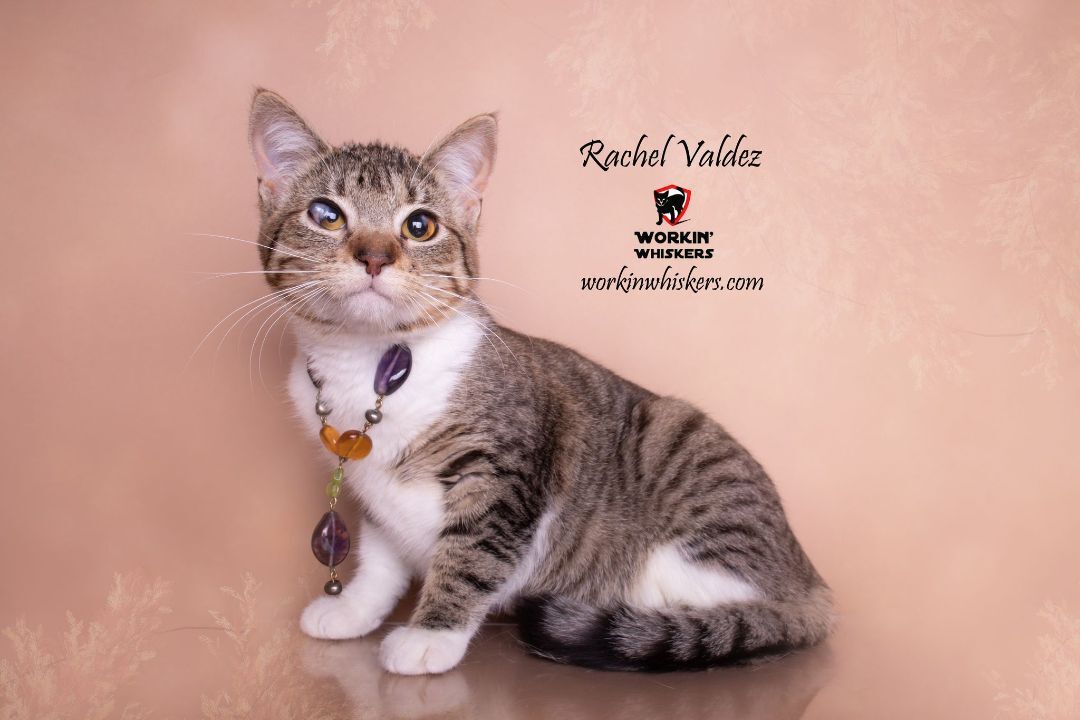 Enlarge RACHEL VALDEZ, a Adoptable mixed breed in HEMET, CA image 4/6
