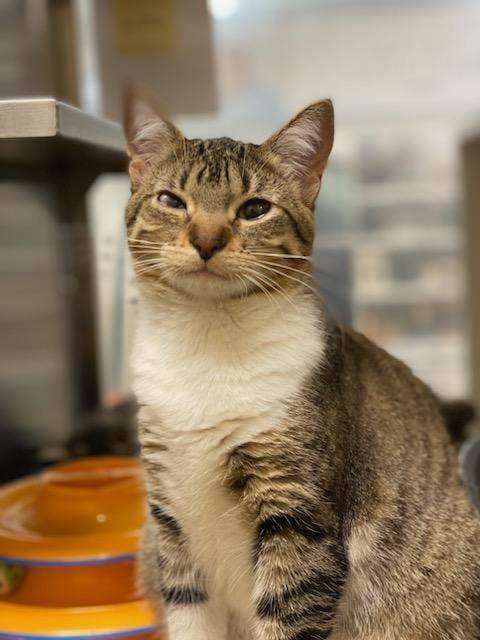 Enlarge RACHEL VALDEZ, a Adoptable mixed breed in HEMET, CA image 2/6