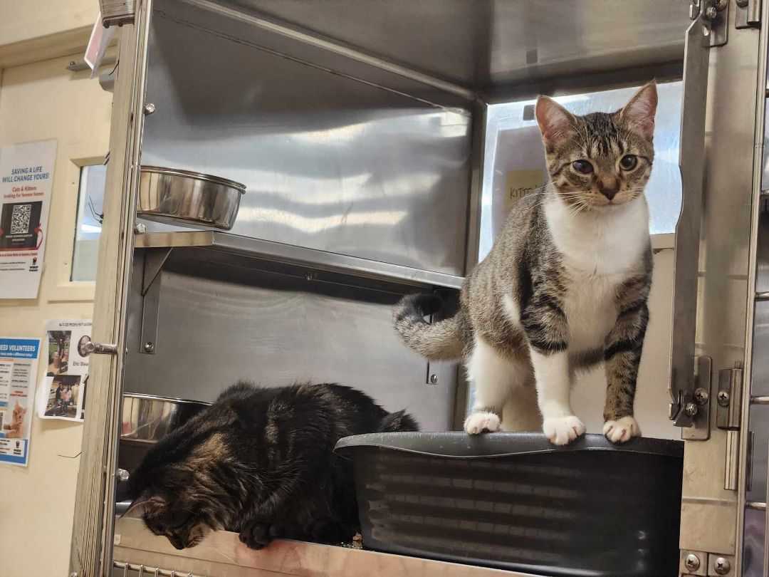 Cat for adoption RACHEL VALDEZ, an Egyptian Mau & Tabby Mix in HEMET