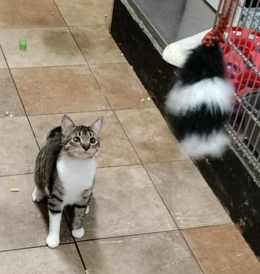 Enlarge RACHEL VALDEZ, a Adoptable mixed breed in HEMET, CA image 5/6